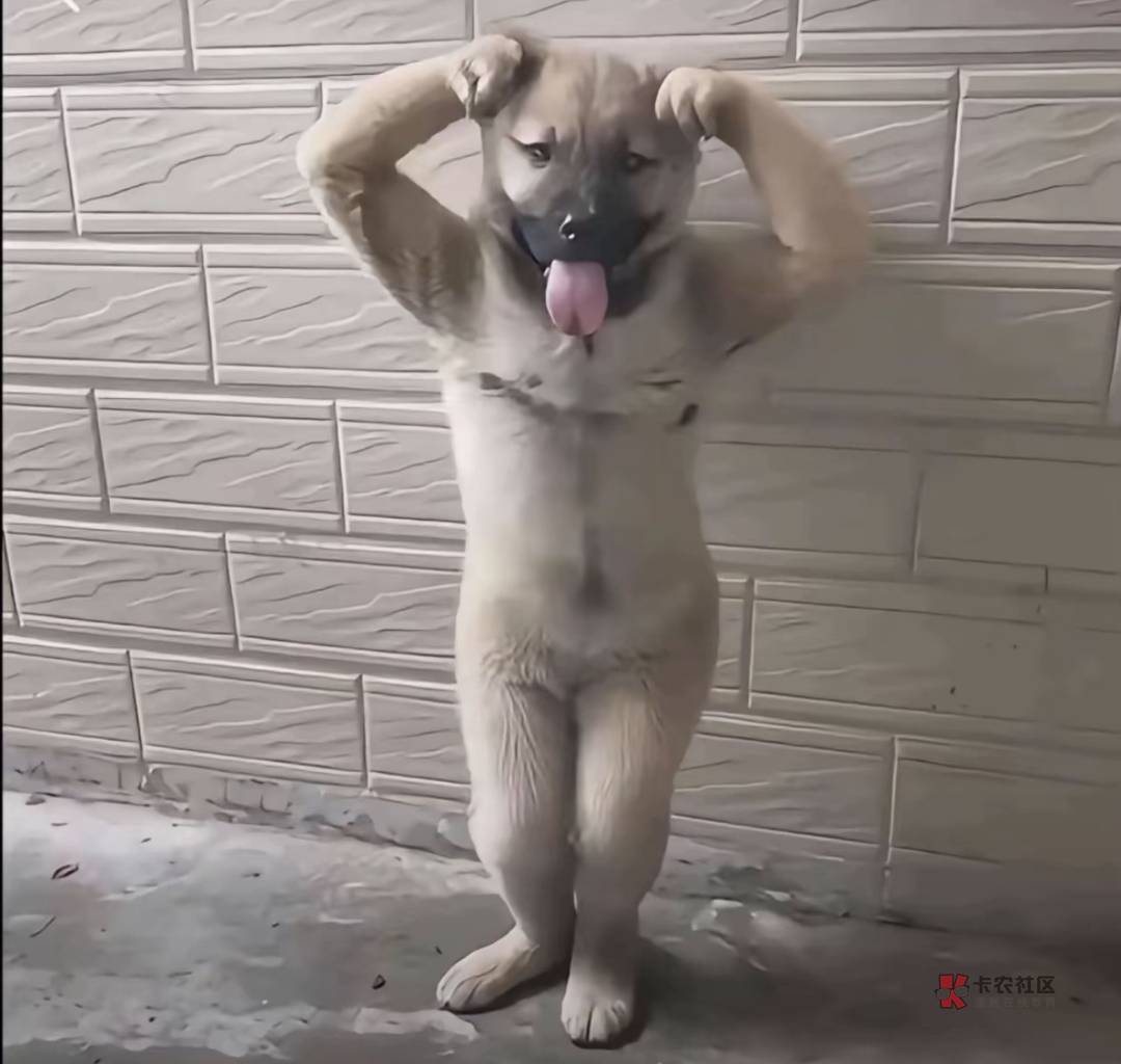 老哥们把猪仔都申请怕了，再往后估计猪仔都要转行打螺丝

56 / 作者:雅俗共赏2025 / 
