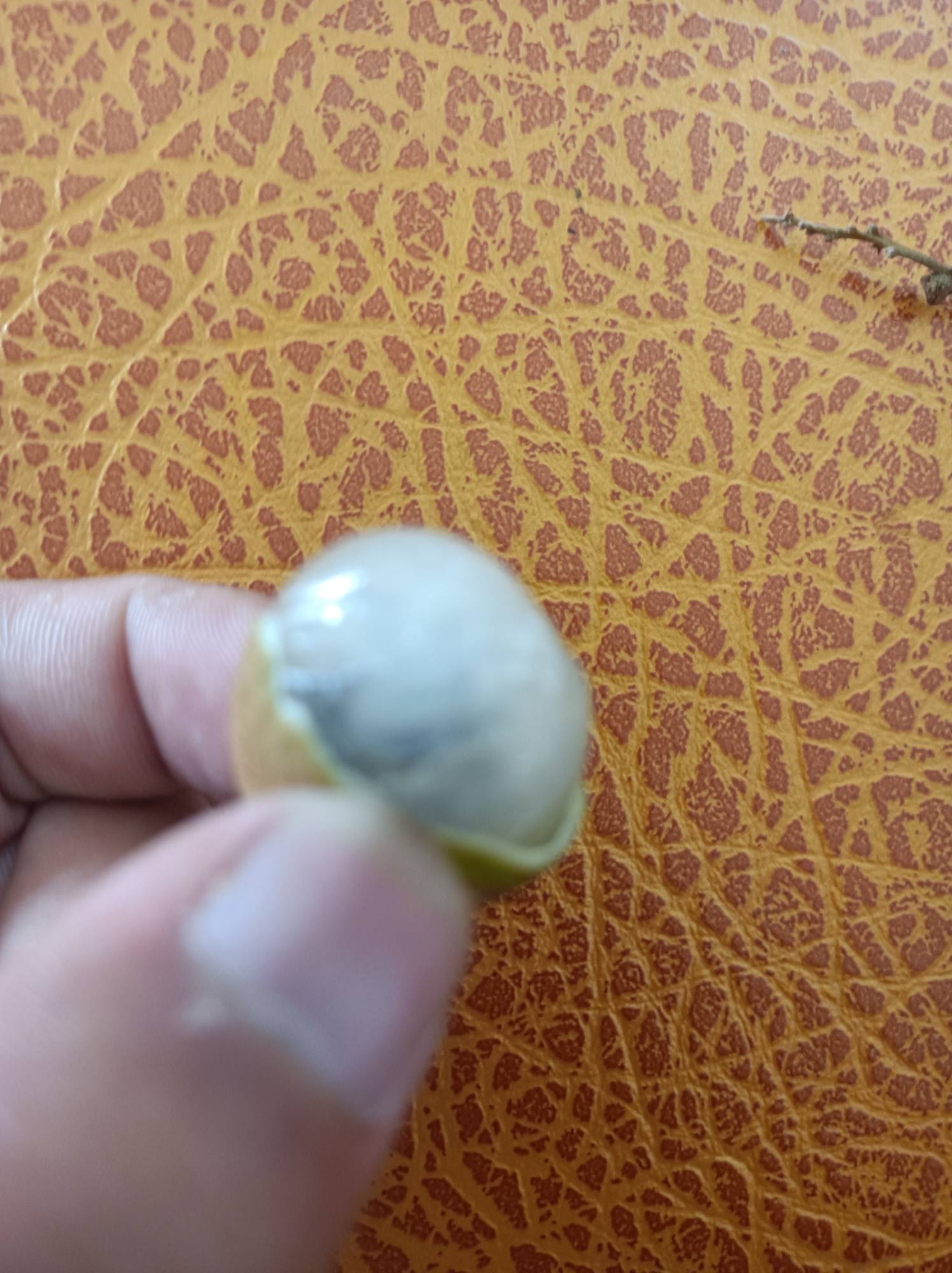 龙眼多少钱一斤？自家有七八棵龙眼树，整个数满满的龙眼 有几棵肉很厚的龙眼可以吃了75 / 作者:肥美的烧鸭 / 