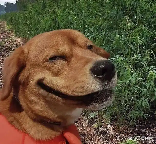 刚才一两百张老鼠又被抄快退市

1 / 作者:雅俗共赏2025 / 