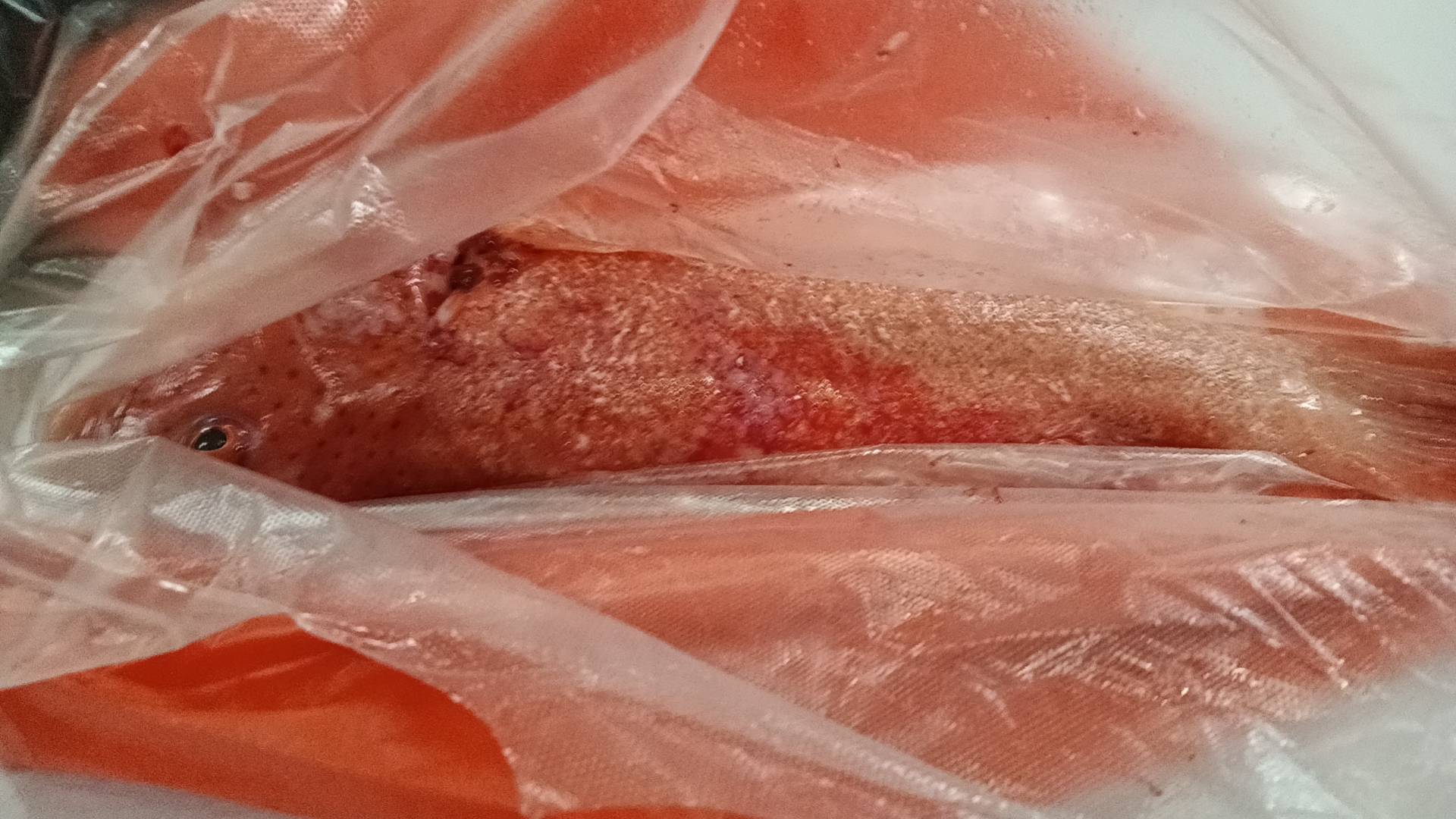 买了条东星斑喝酒，两天毛白薅了

97 / 作者:江苏第一深情 / 