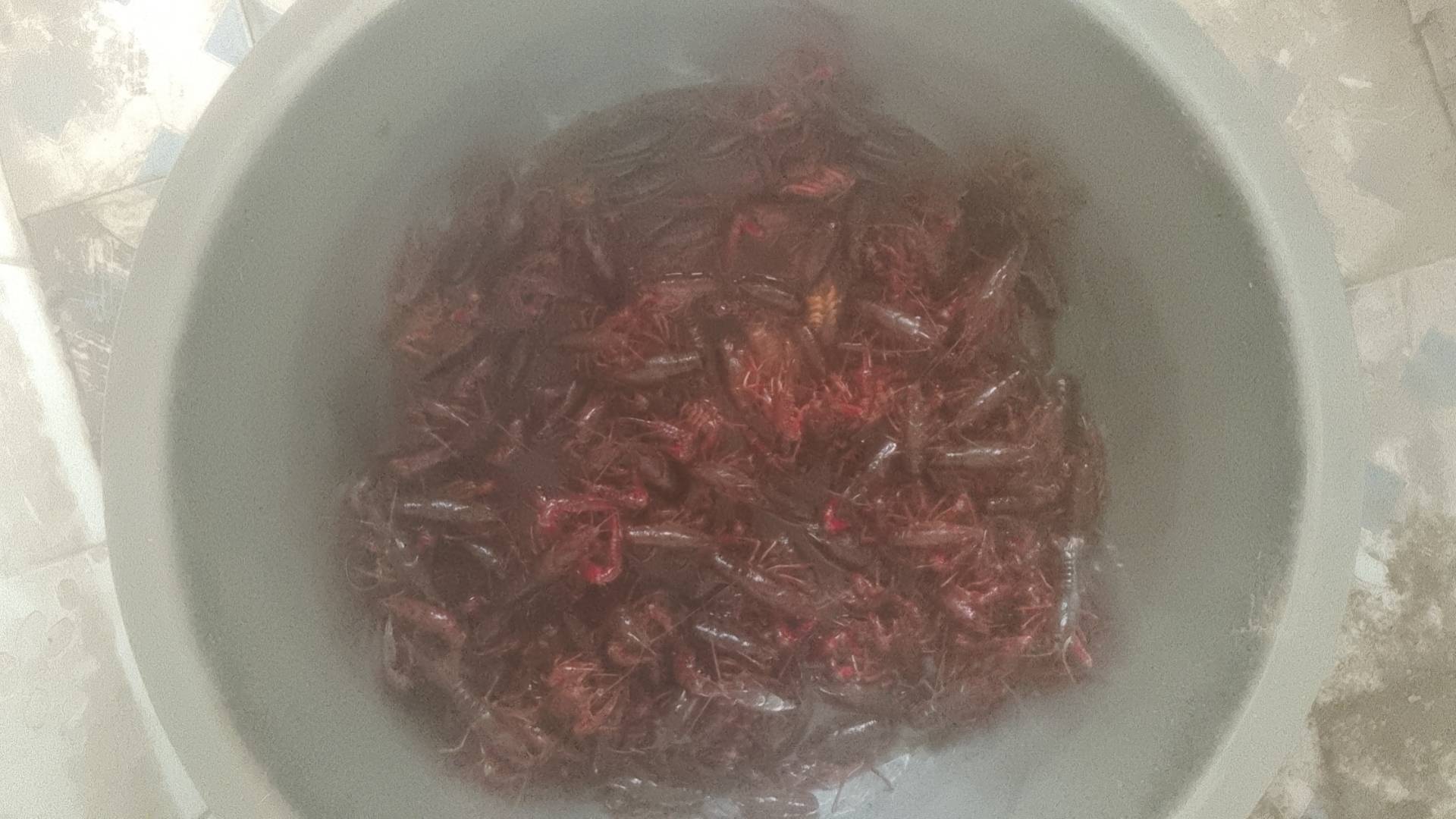 感觉盐焗虾比小龙虾好吃
吃小龙虾就觉得又麻又辣

68 / 作者:C逍遥子. / 
