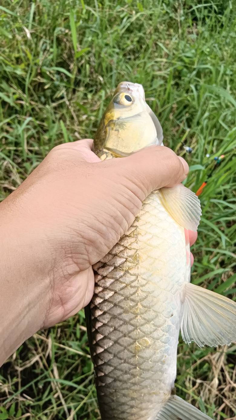 草鱼吗？太小了

72 / 作者:福建牛德华 / 
