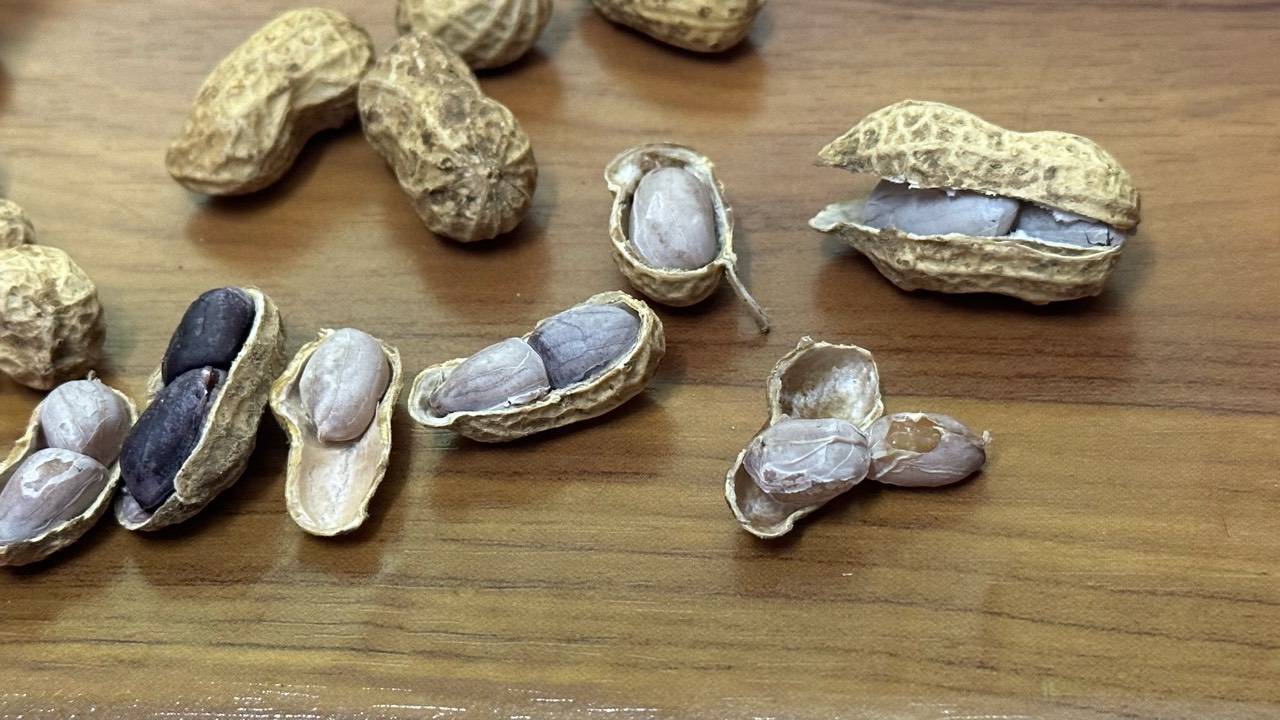 一个多礼拜后没擼出100毛，酒擼朋友的，赠品拿了十几瓶，花生偷村里邻居晒的

44 / 作者:不知明的靓仔 / 