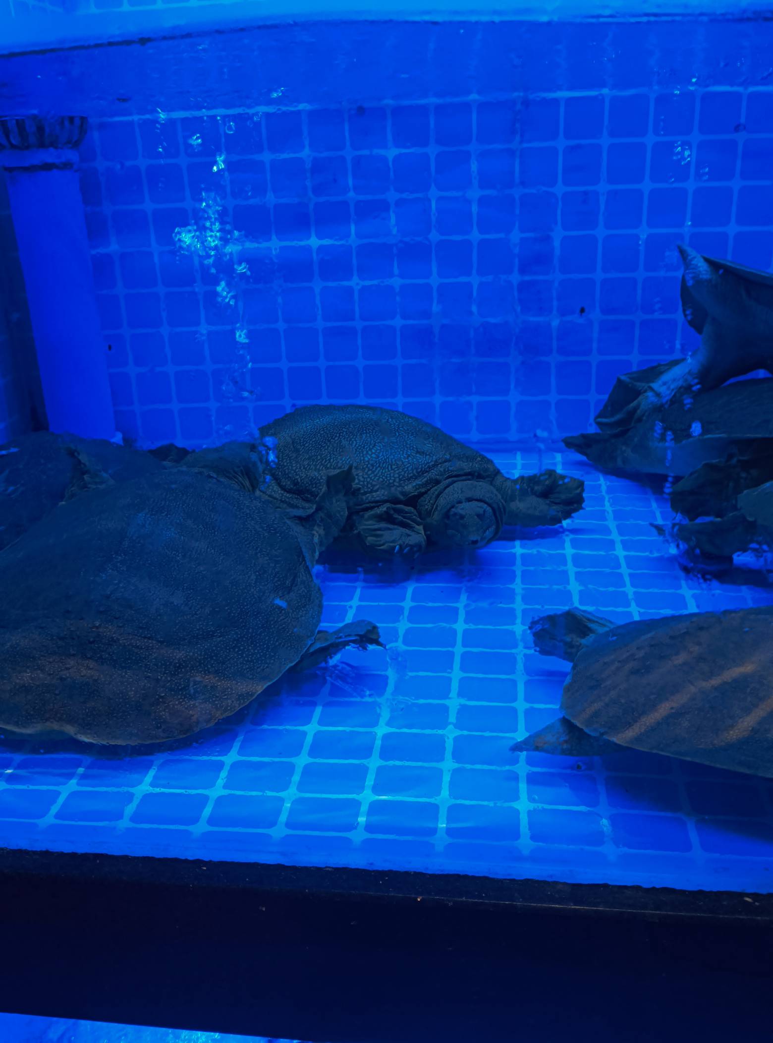 这龟。头大概多少一头

67 / 作者:凯德拉哥 / 