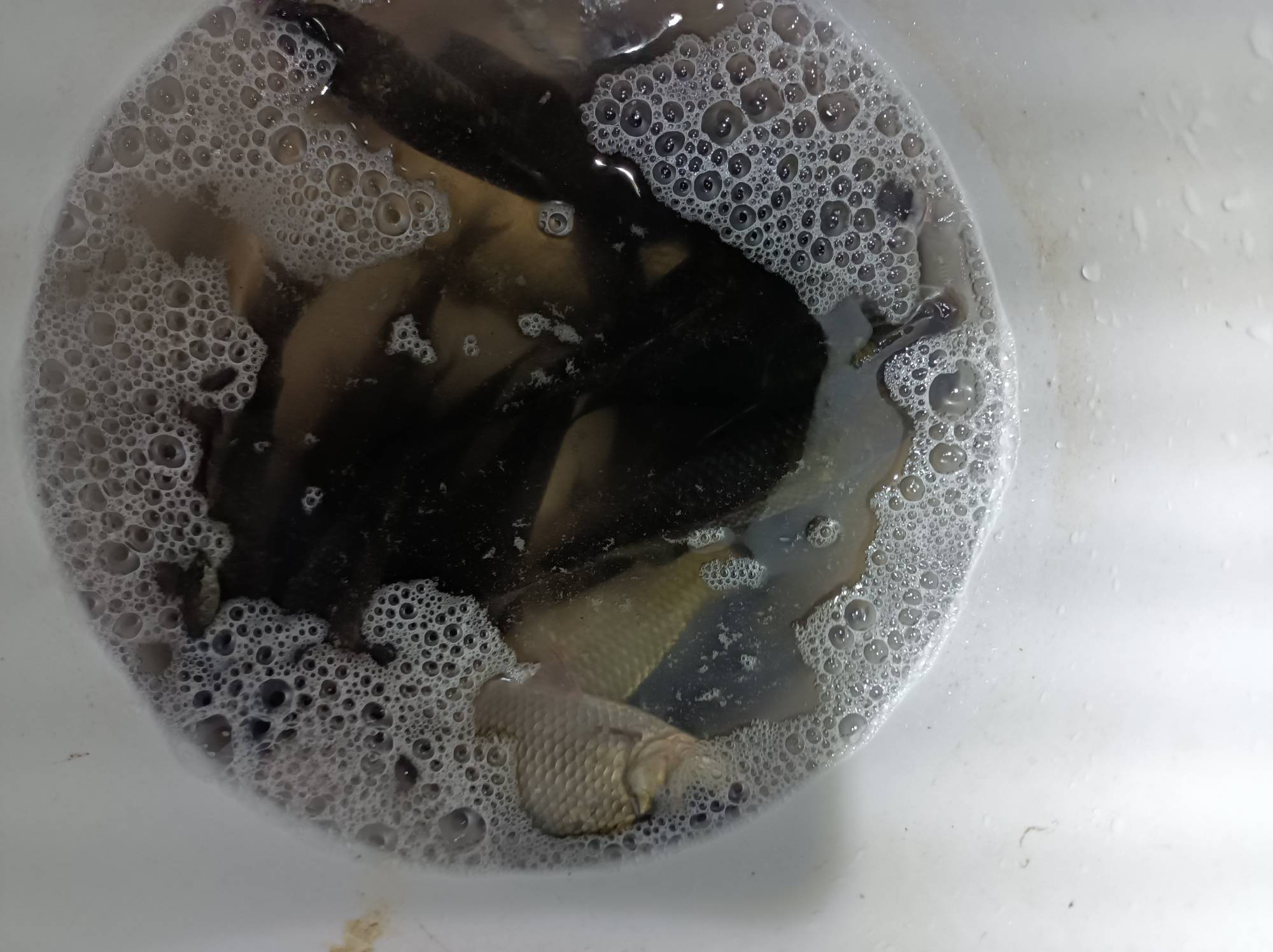 全是鲫鱼

10 / 作者:文迪. / 