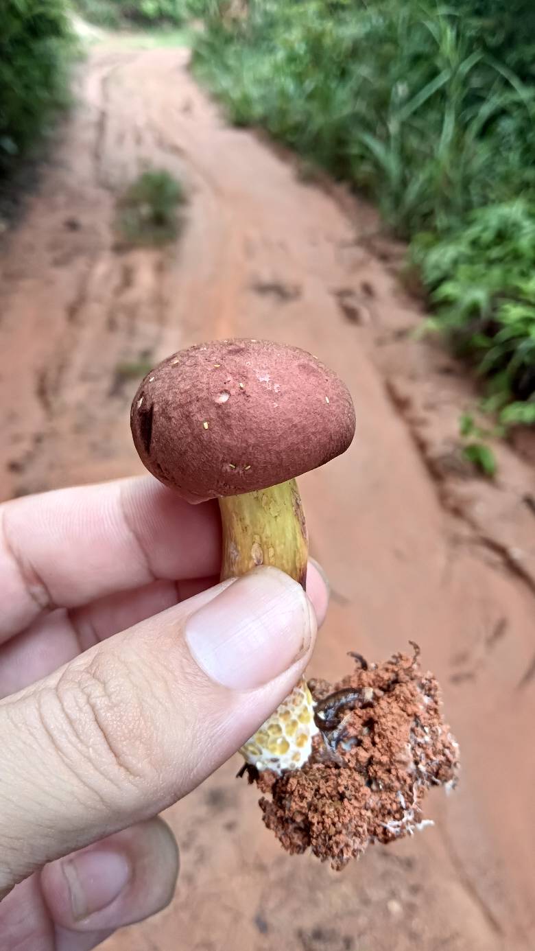 这是什么菇呢

45 / 作者:福建牛德华 / 