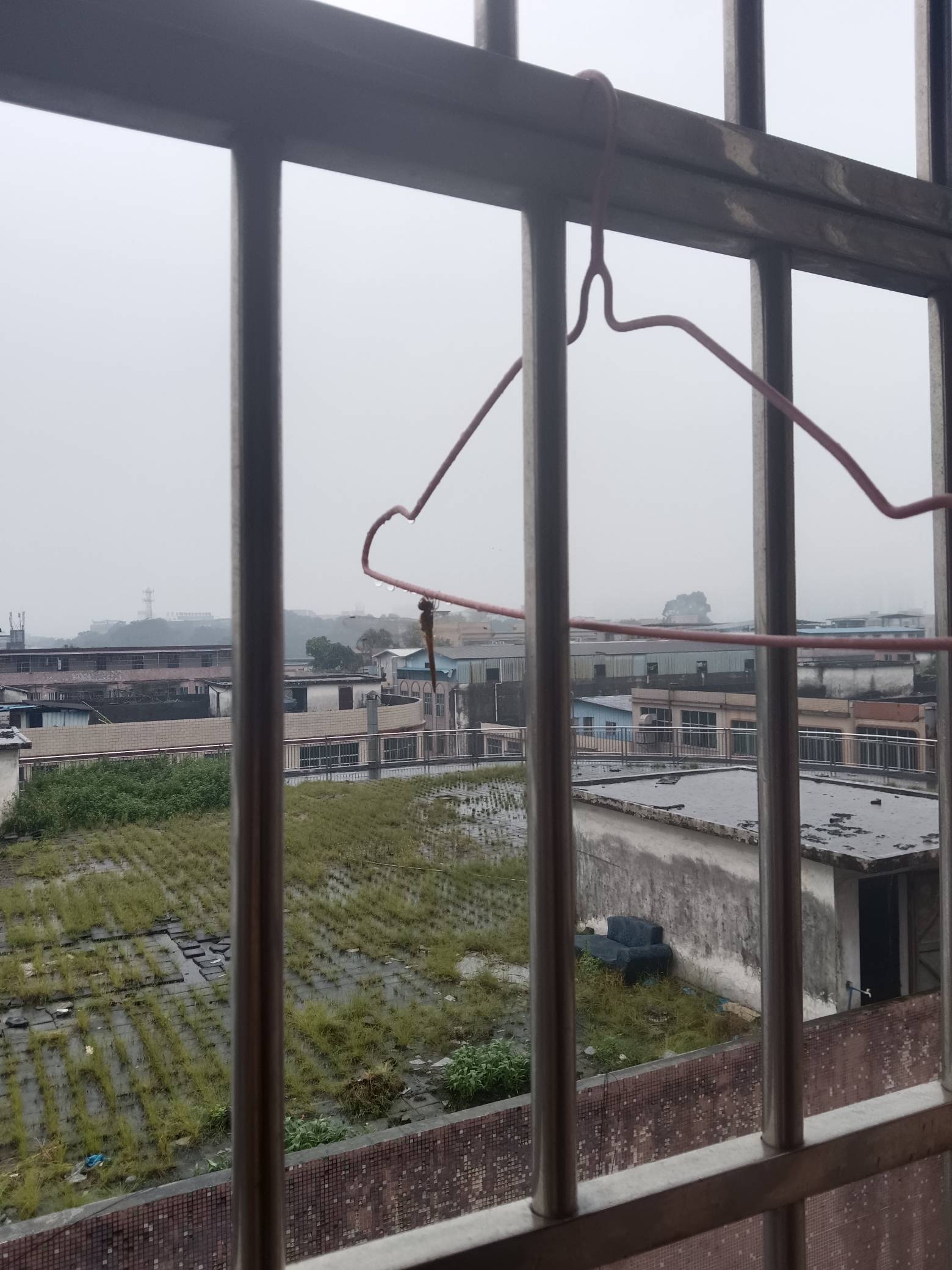 很多年没看到蜻蜓了，衣架上挂着一只

59 / 作者:一纸渡桥 / 