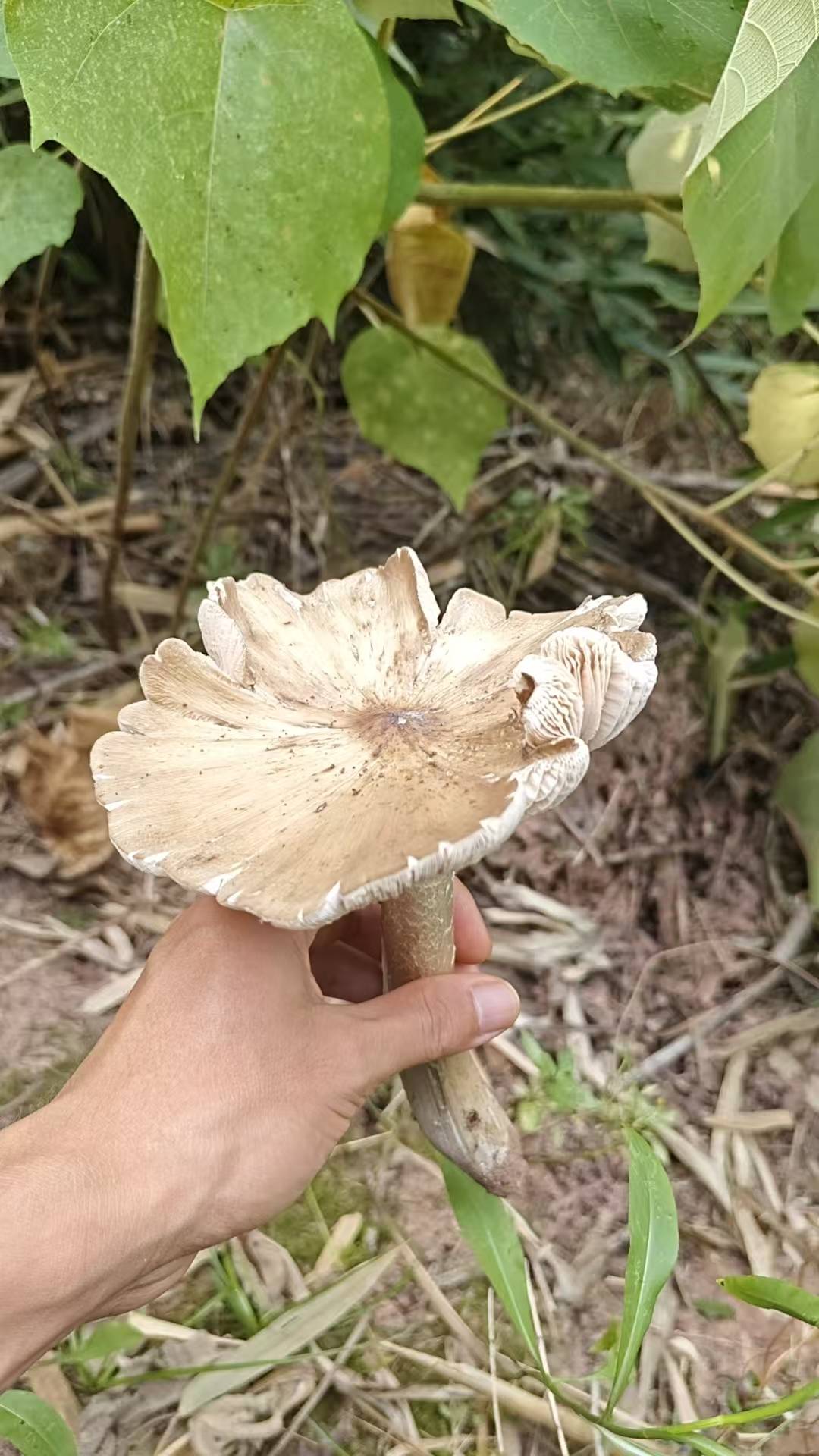 今天爽了，我爽了蚊子也爽了


60 / 作者:宣太后甄嬛 / 