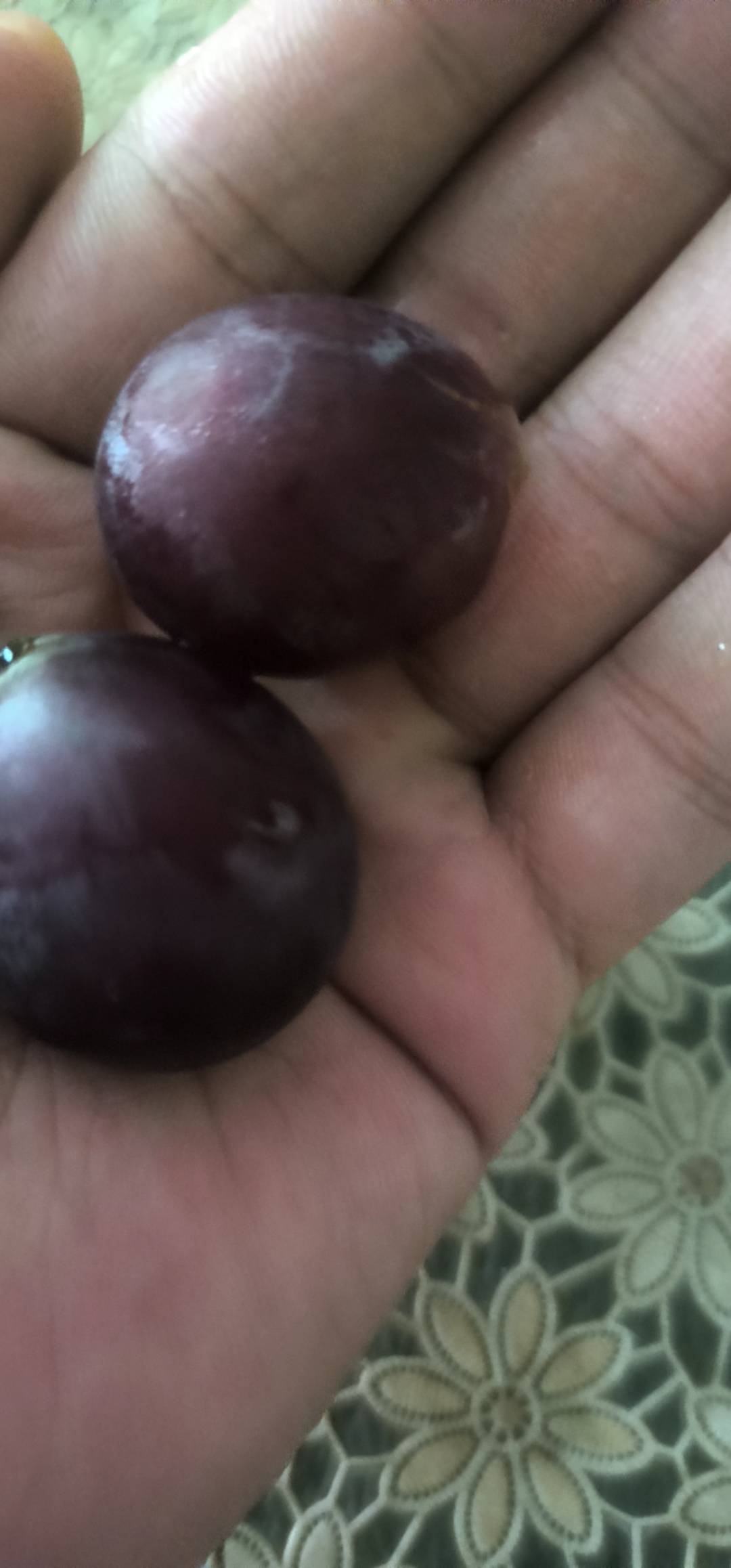 偷室友两课葡萄吃 应该不会发现吧

4 / 作者:天空的时候想我 / 