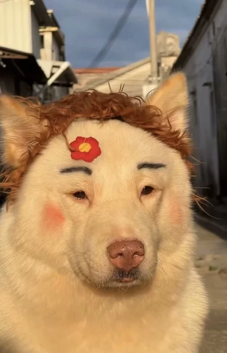 以前天天锻炼有腹肌的，这几年懒得不行，健身器材都吃灰了，肚子上面一圈肉

5 / 作者:菊花园的饮料 / 