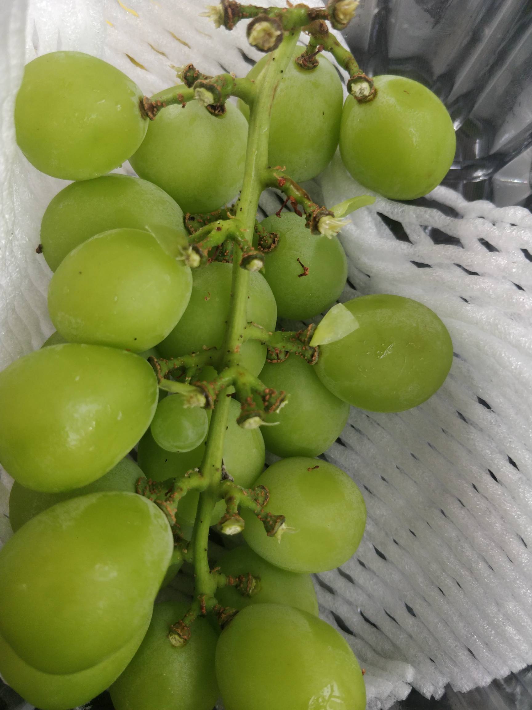 又大又甜无核，就是有点贵



89 / 作者:林汉连 / 