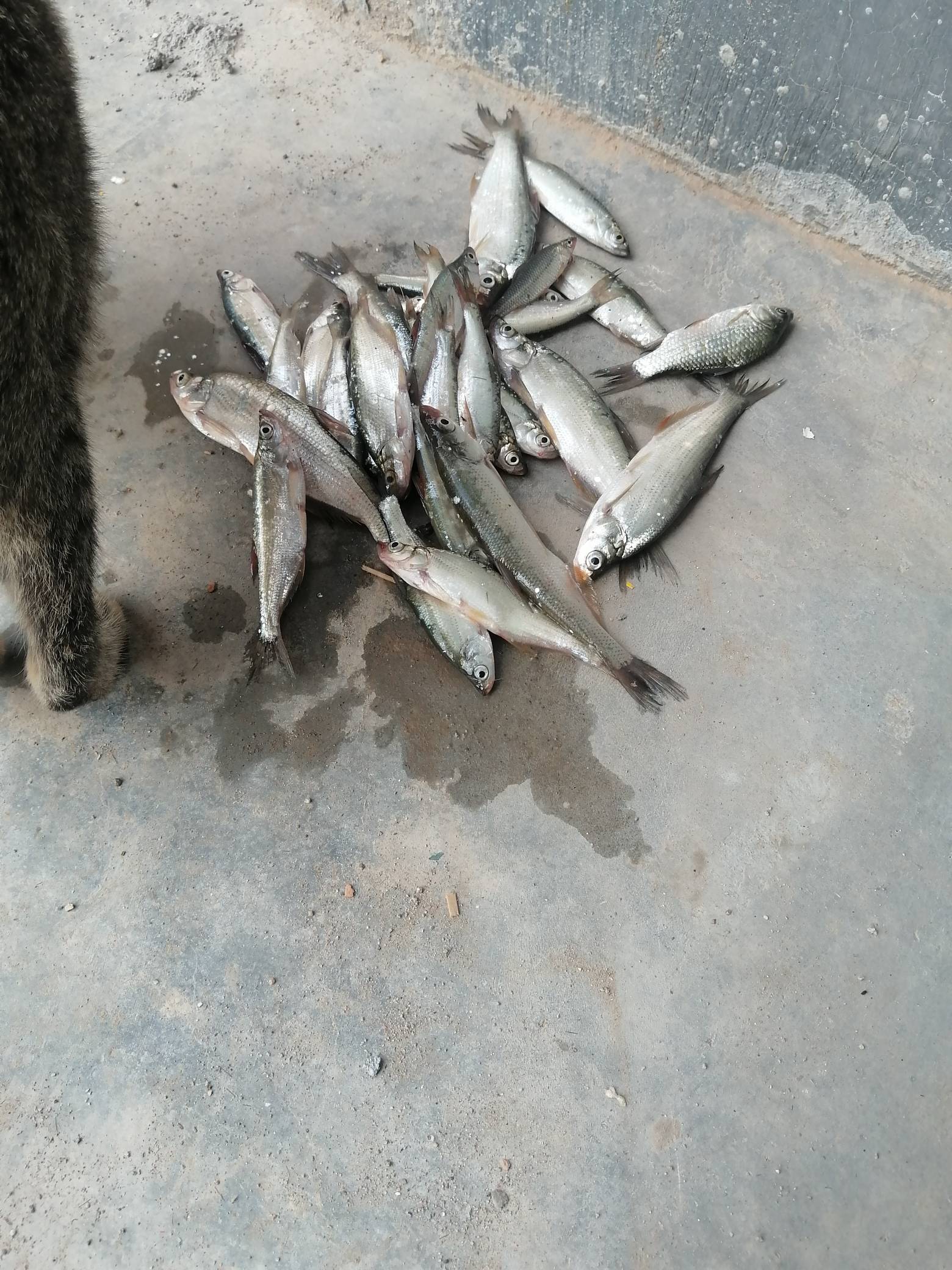 忙活了一天，我家猫吃上了，我还没有吃


29 / 作者:葫芦岛第一盗号王 / 