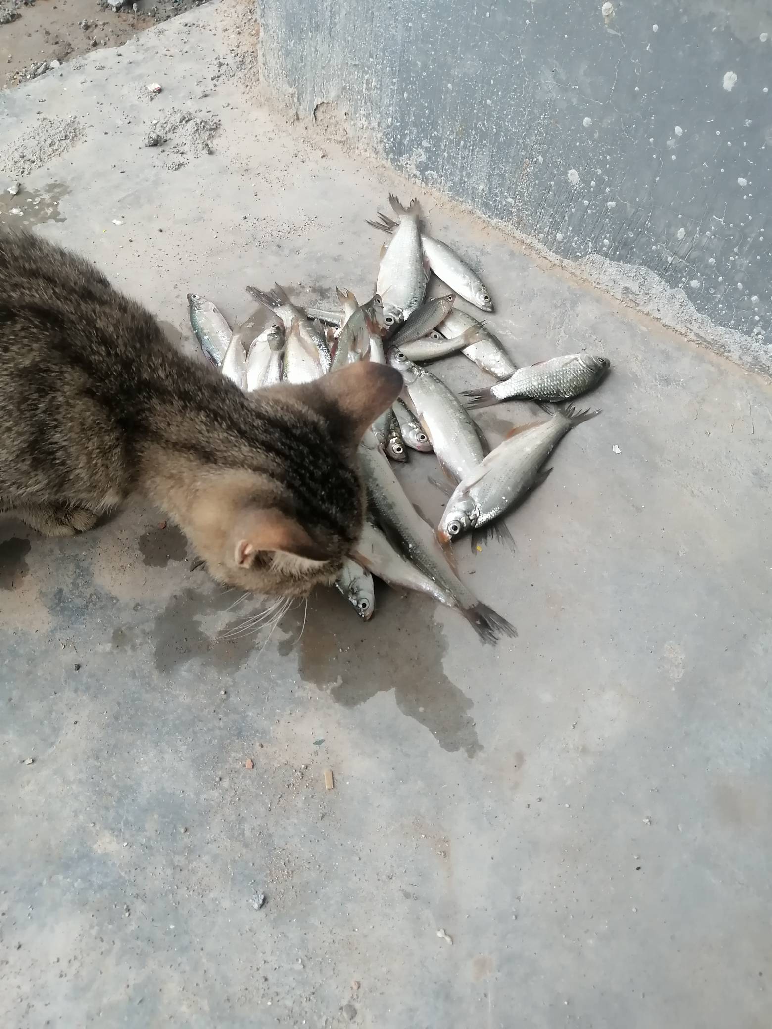 忙活了一天，我家猫吃上了，我还没有吃


93 / 作者:葫芦岛第一盗号王 / 