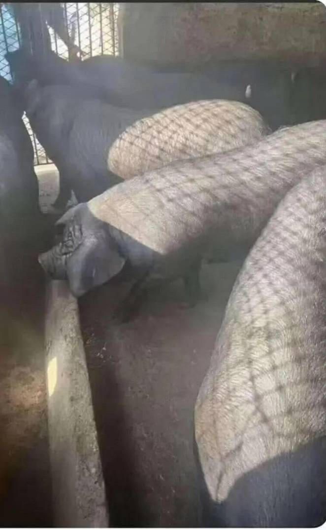 饿的睡不着

37 / 作者:尛•牛•氓 / 