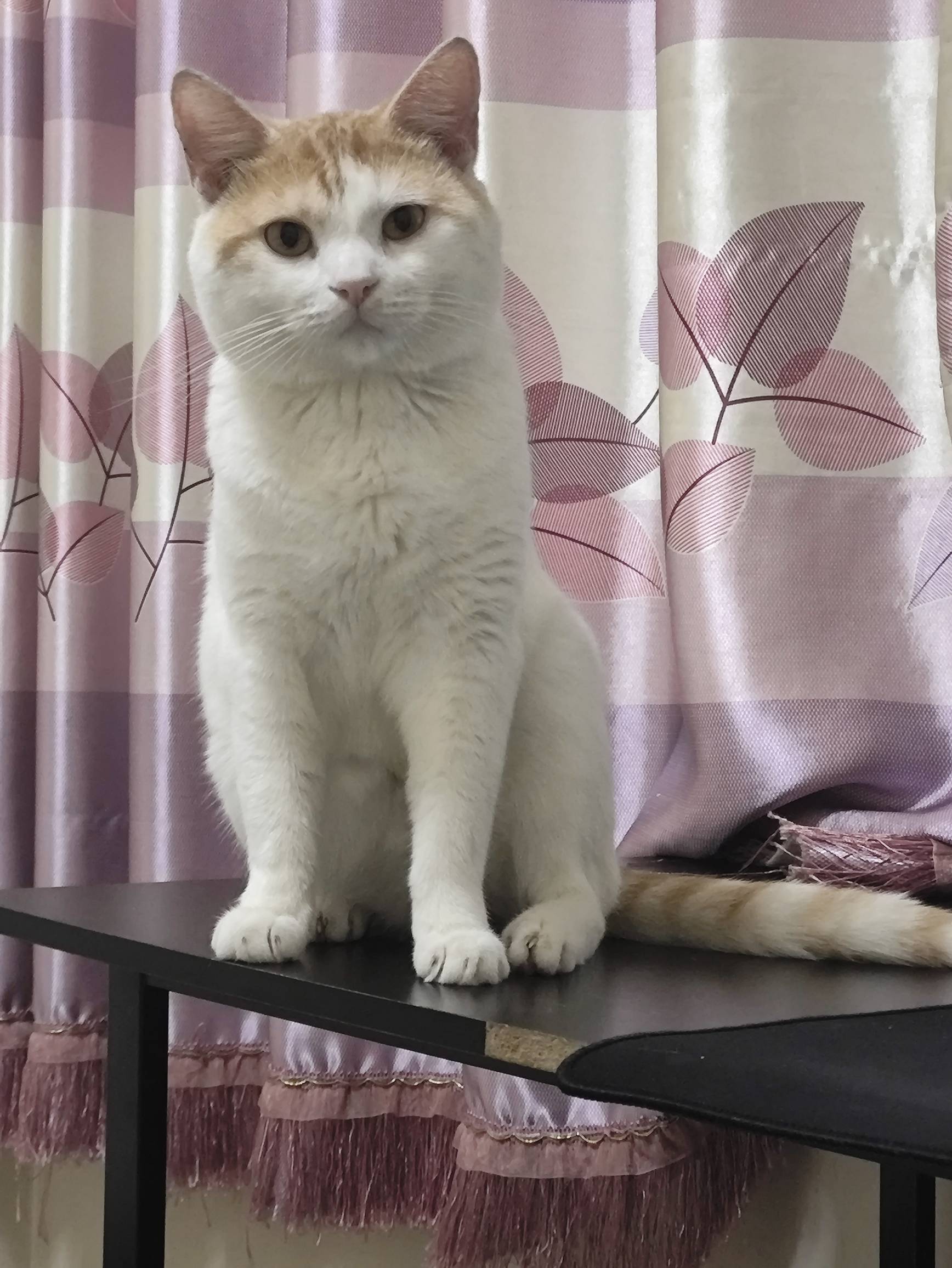 家里4️⃣猫每个月吃300块的猫粮吃了三四年，第一次感觉养不起了



93 / 作者:吴小鸡 / 