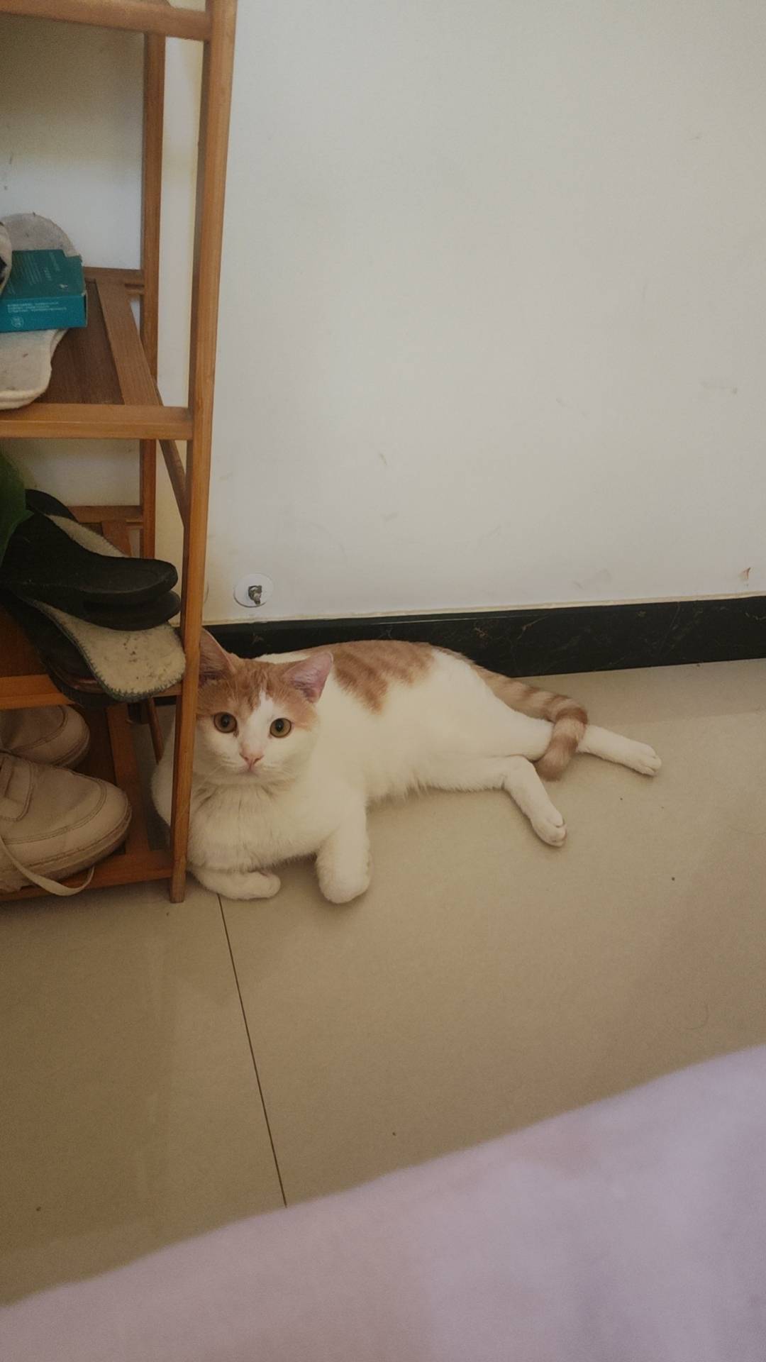家里4️⃣猫每个月吃300块的猫粮吃了三四年，第一次感觉养不起了



26 / 作者:吴小鸡 / 