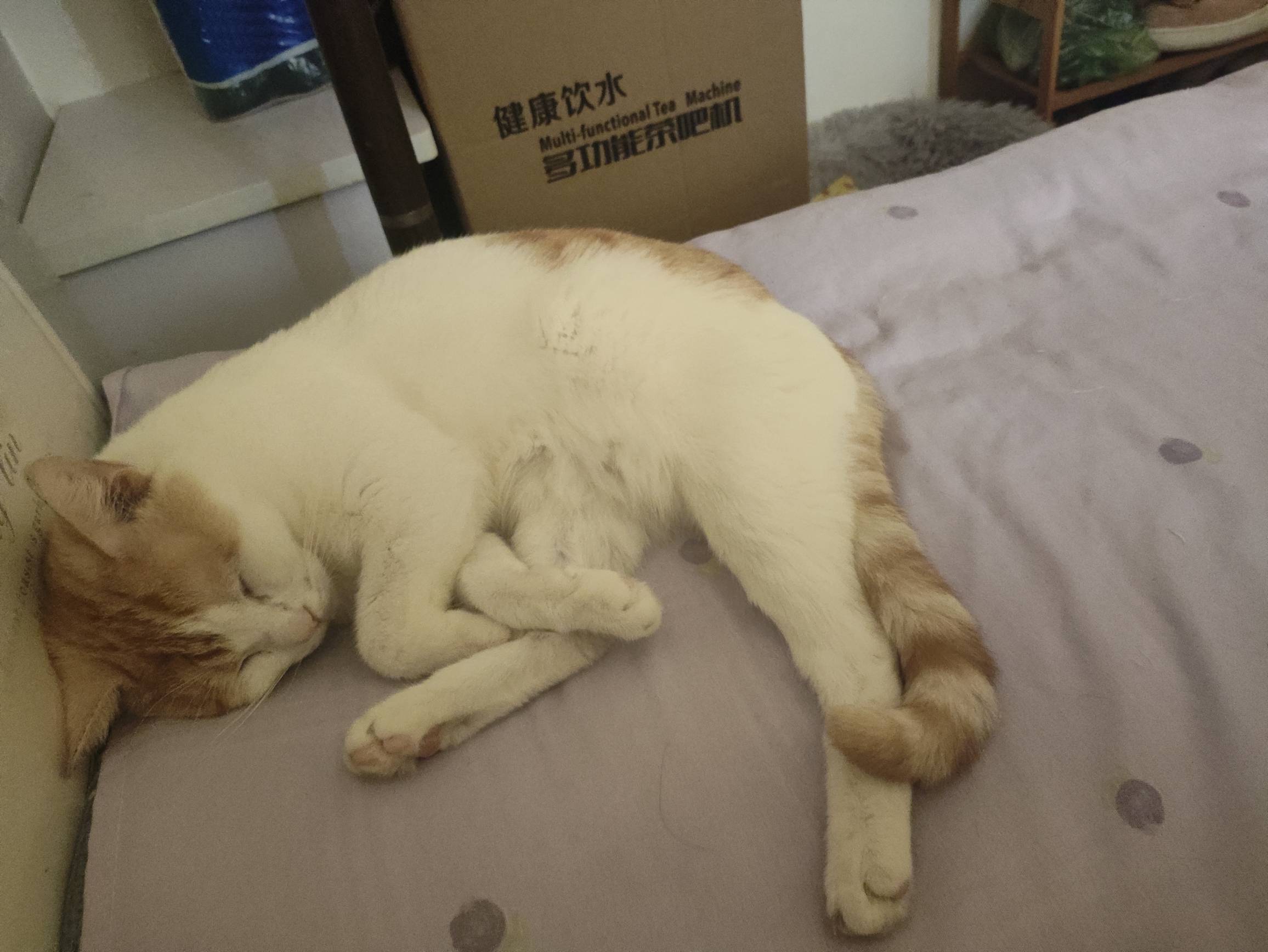 家里4️⃣猫每个月吃300块的猫粮吃了三四年，第一次感觉养不起了



21 / 作者:吴小鸡 / 