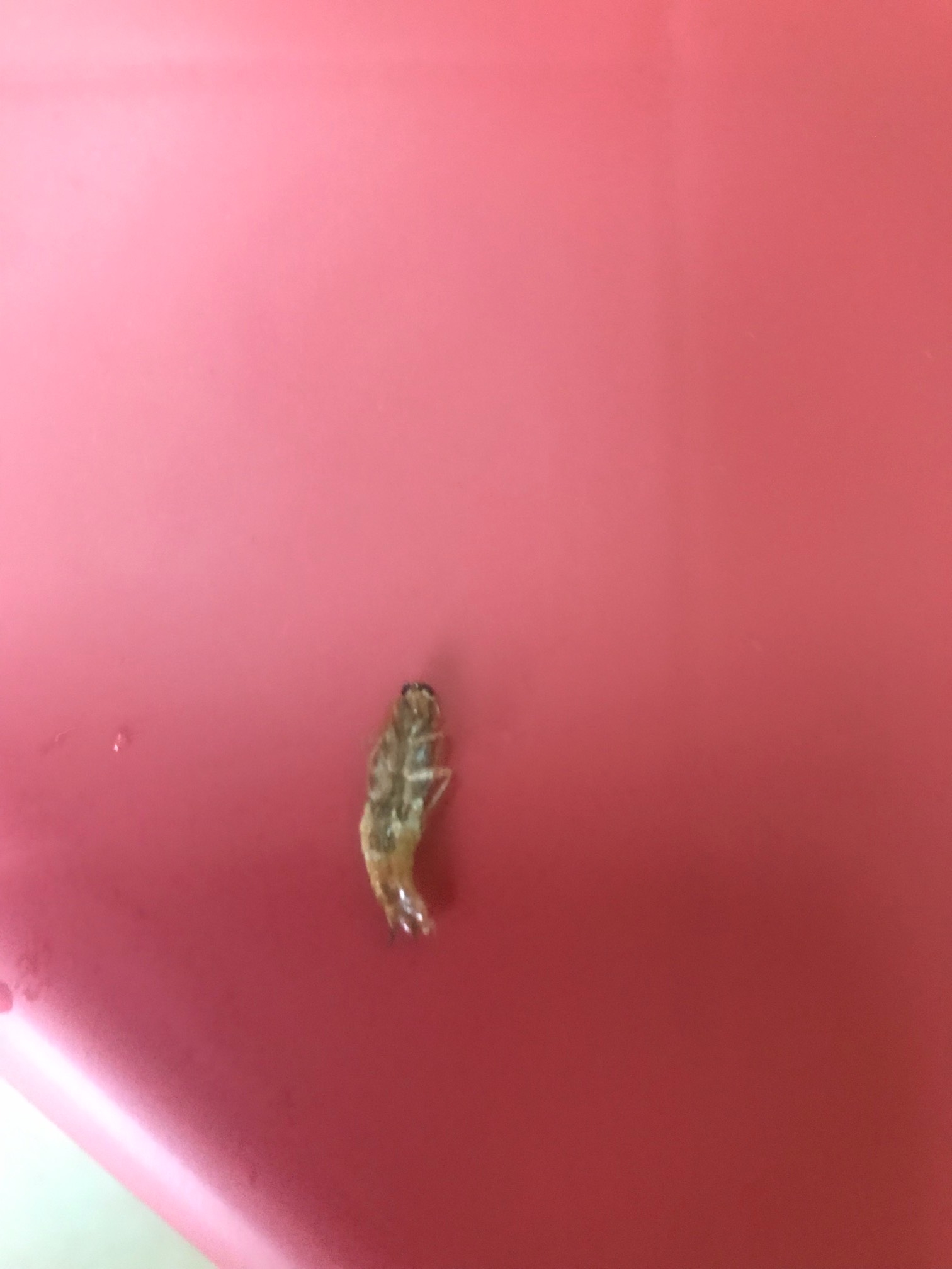 谁懂啊老哥们，每天睡醒随机压死一只小强

44 / 作者:元朗龟哥 / 