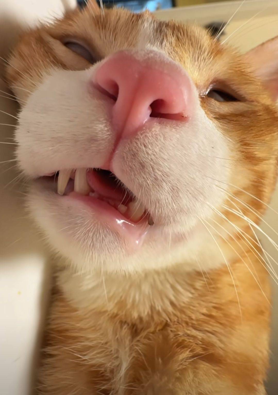 有毛？猫饿昏了


69 / 作者:我丢你个法海 / 