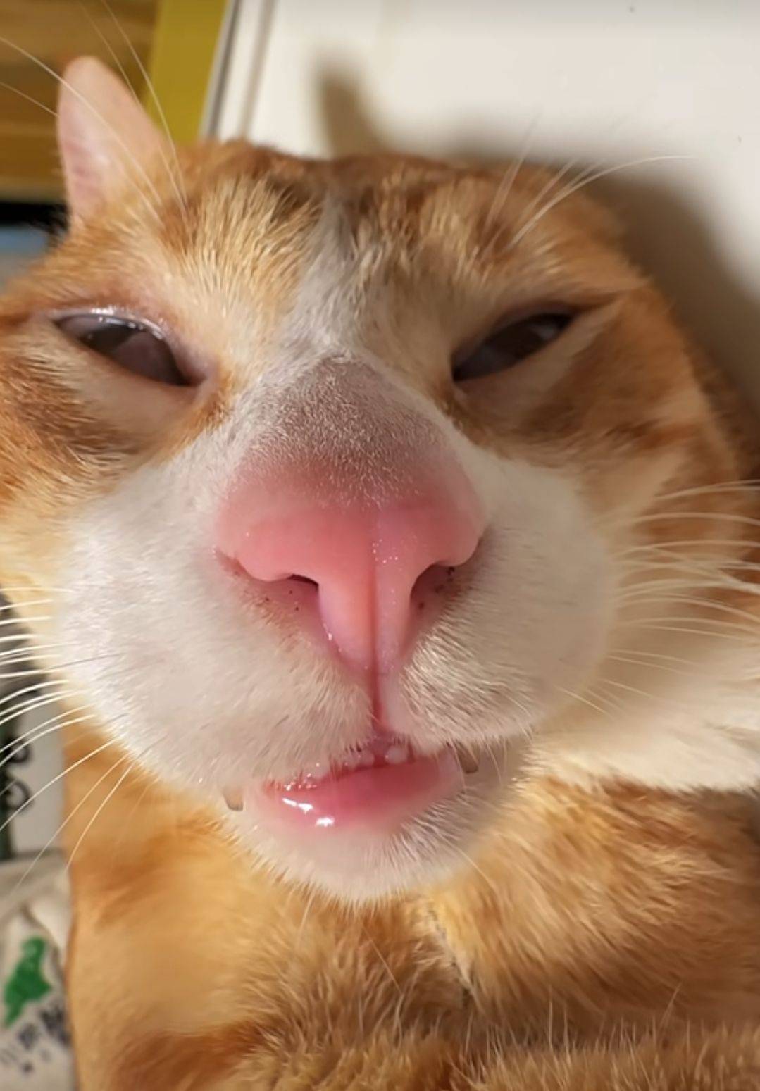 有毛？猫饿昏了


43 / 作者:我丢你个法海 / 