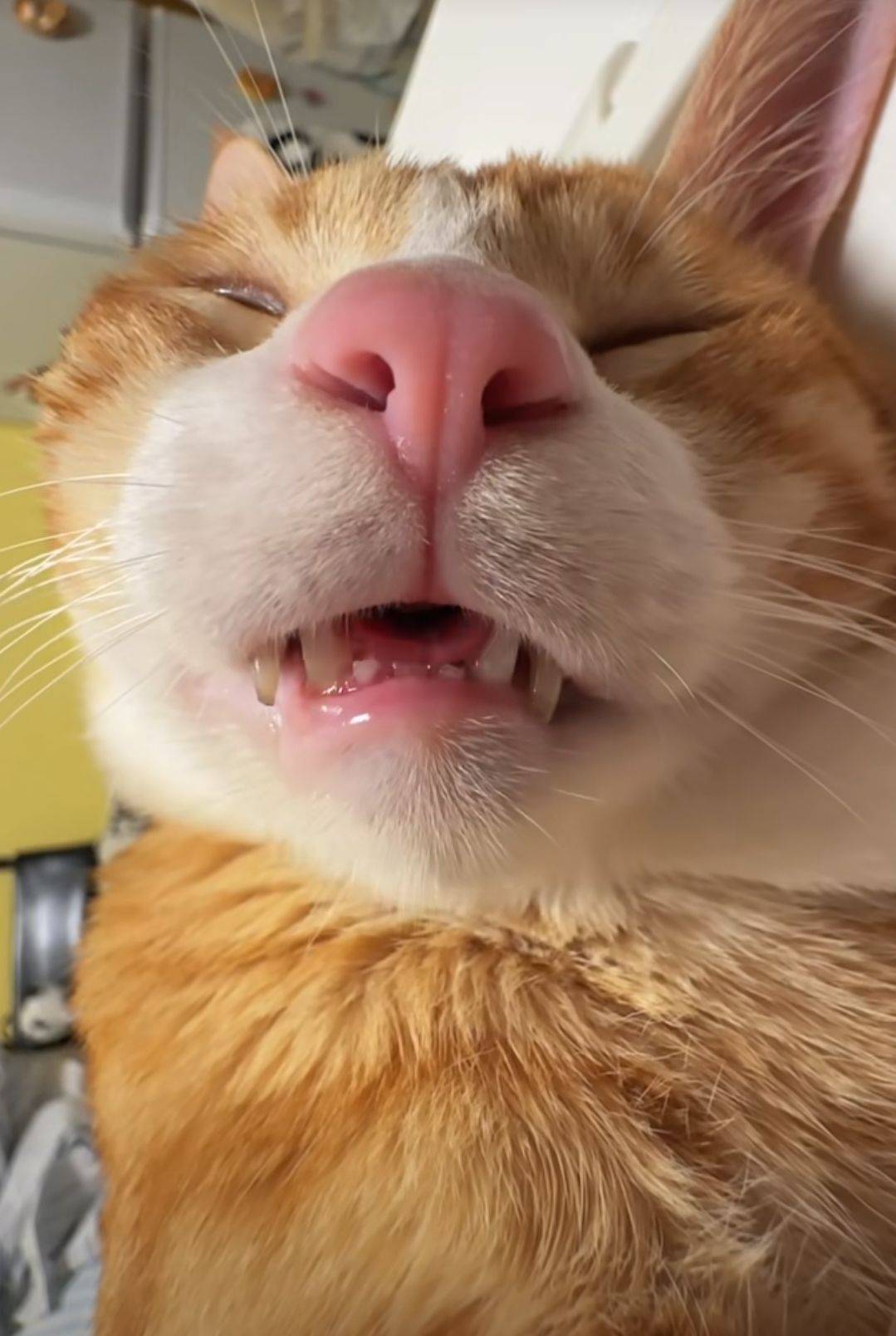 猫猫饿了，发毛


8 / 作者:我丢你个法海 / 