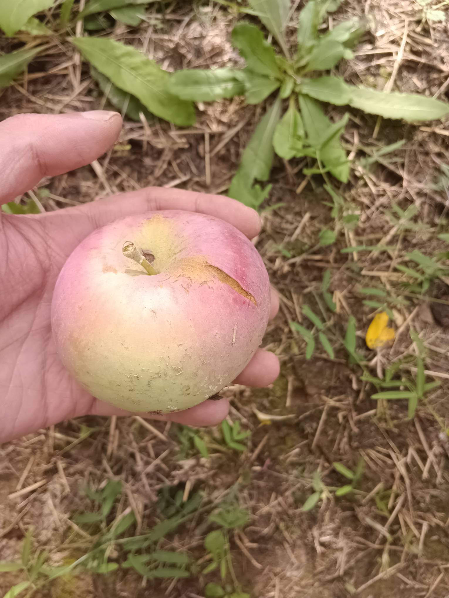 老哥们今天捡坏苹果已经破400了

94 / 作者:无心睡眠， / 