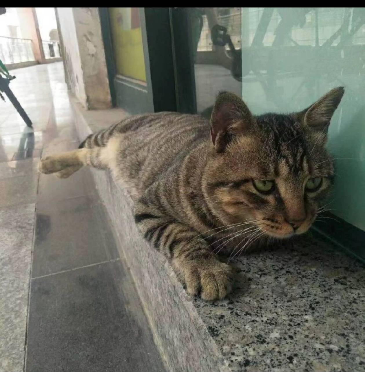 当年在南京拍了一只肥猫。不知道是流浪猫还是有主的，反正很听话，随便申请。

26 / 作者:我呢我呢手机 / 