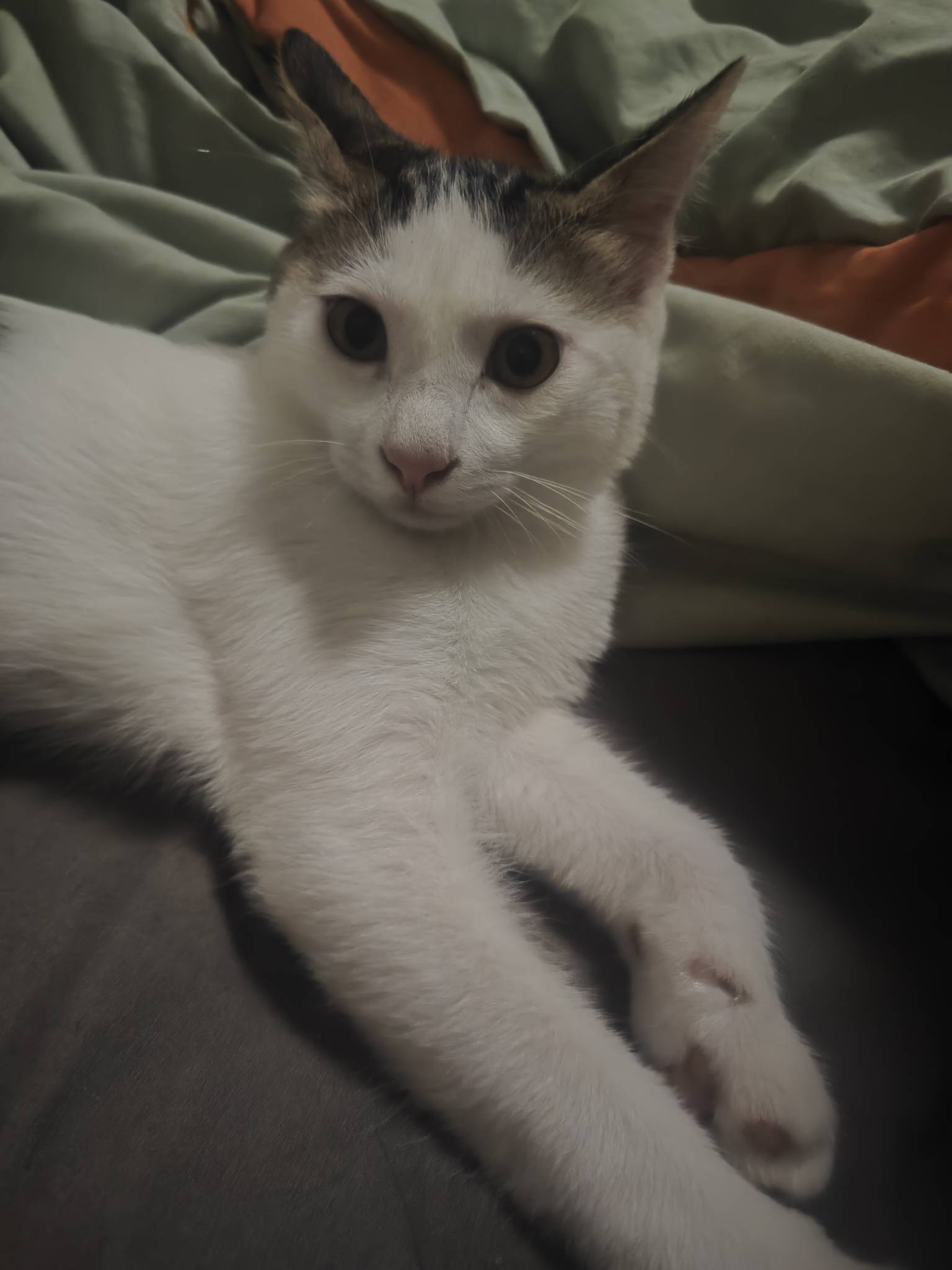小猫好乖，知道晚上是人休息时候，不睡觉也不闹腾只盯着你

29 / 作者:太酷啦 / 