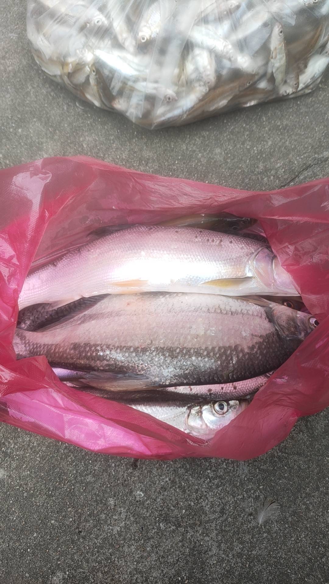 没有云网支付的京东是黑号了吗

7 / 作者:巡逻中…… / 