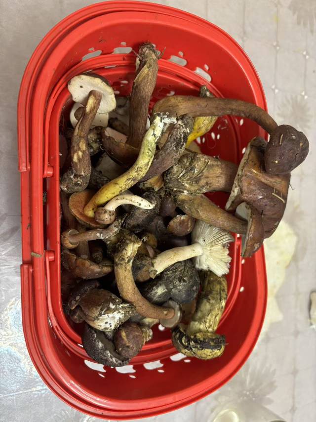 这个蘑菇能吃嘛

11 / 作者:miaiai / 