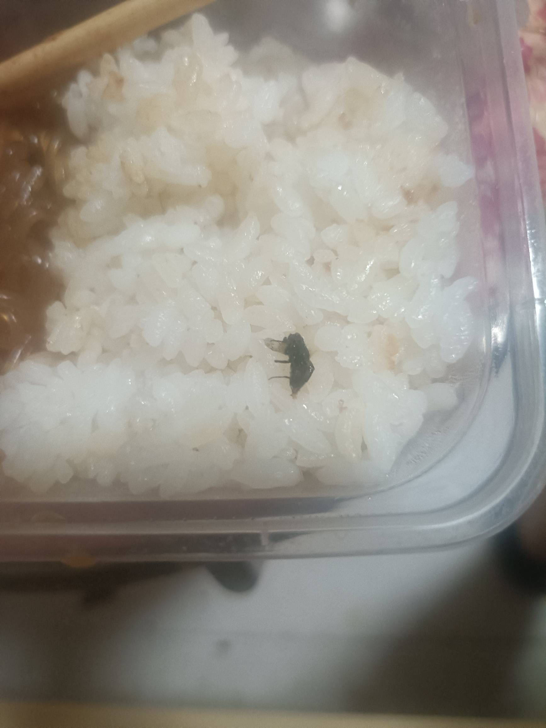 现在的外卖还能吃吗都秋天了外卖里面还有苍蝇，唉！


71 / 作者:落叶455 / 