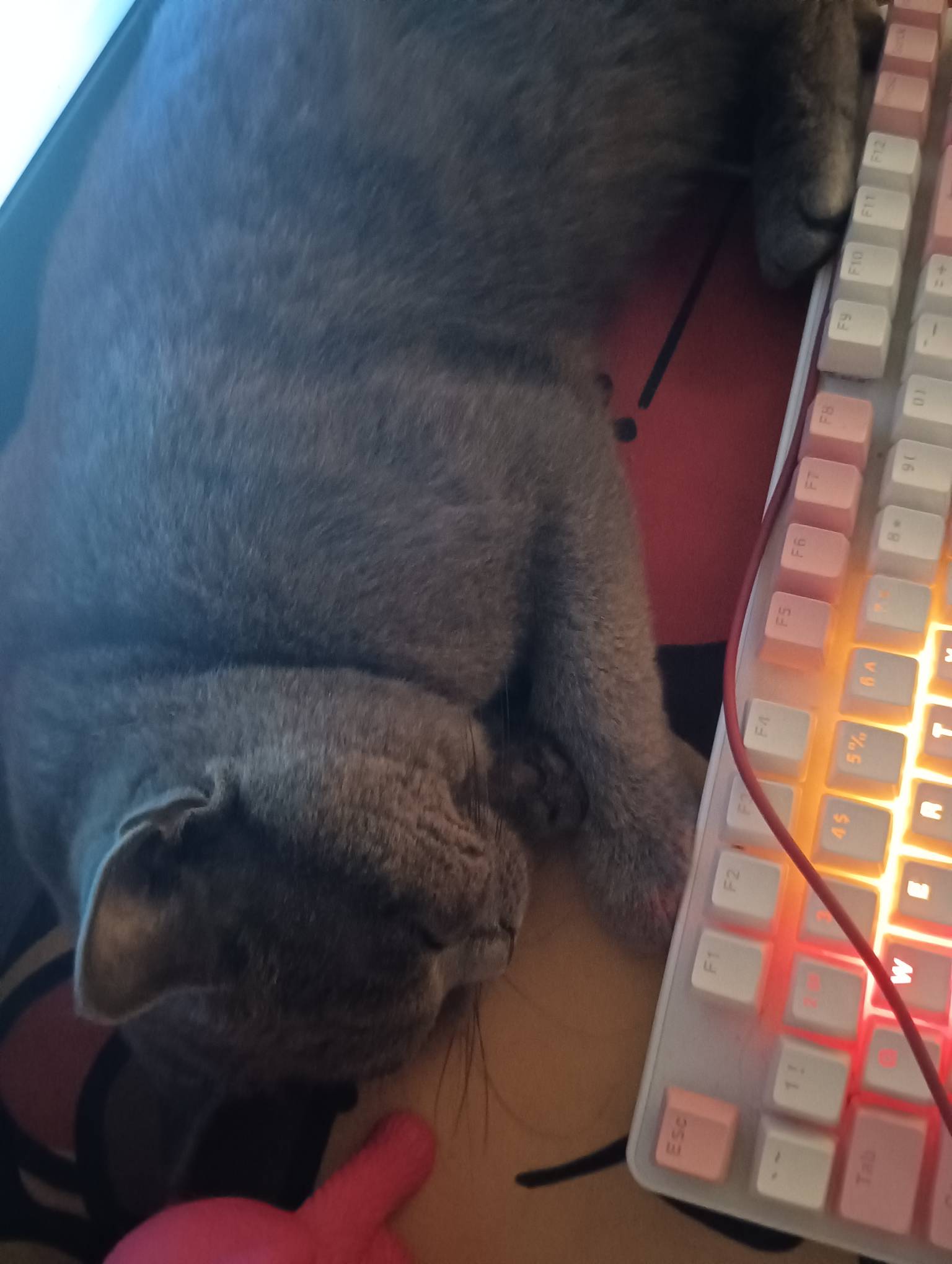 逗猫抽烟吹风看卡农

13 / 作者:心态崩了呀 / 