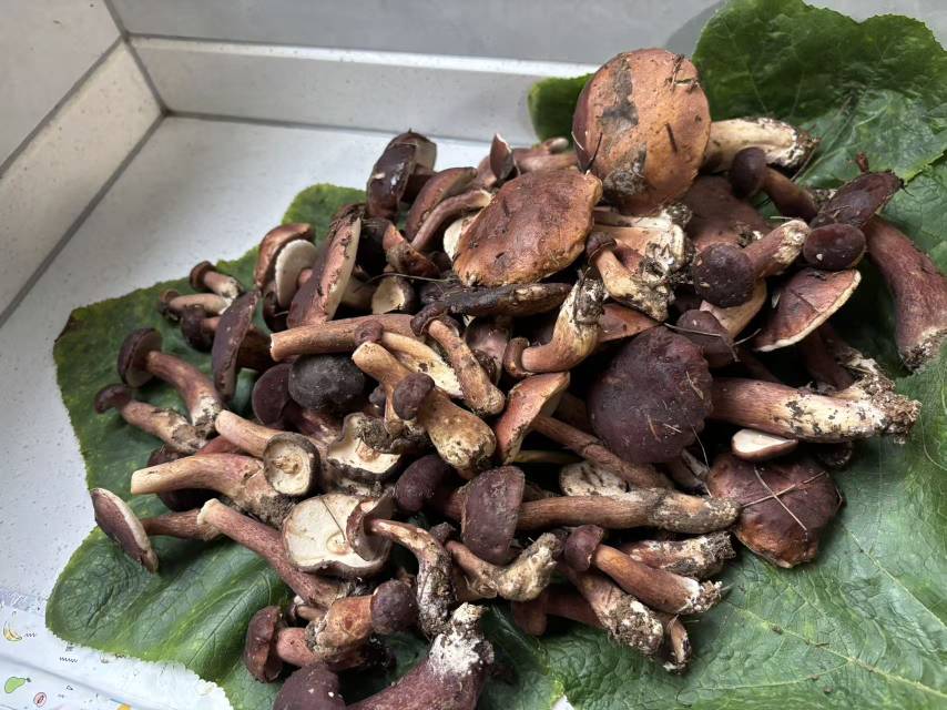 有没有云南老哥或者懂蘑菇的老哥能帮我看看这个到底什么菇，可以吃不


69 / 作者:miaiai / 