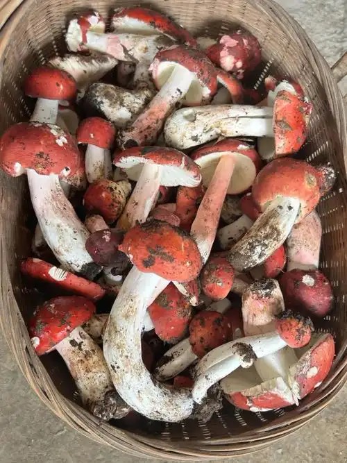 有没有云南老哥或者懂蘑菇的老哥能帮我看看这个到底什么菇，可以吃不


37 / 作者:胡爱夏 / 