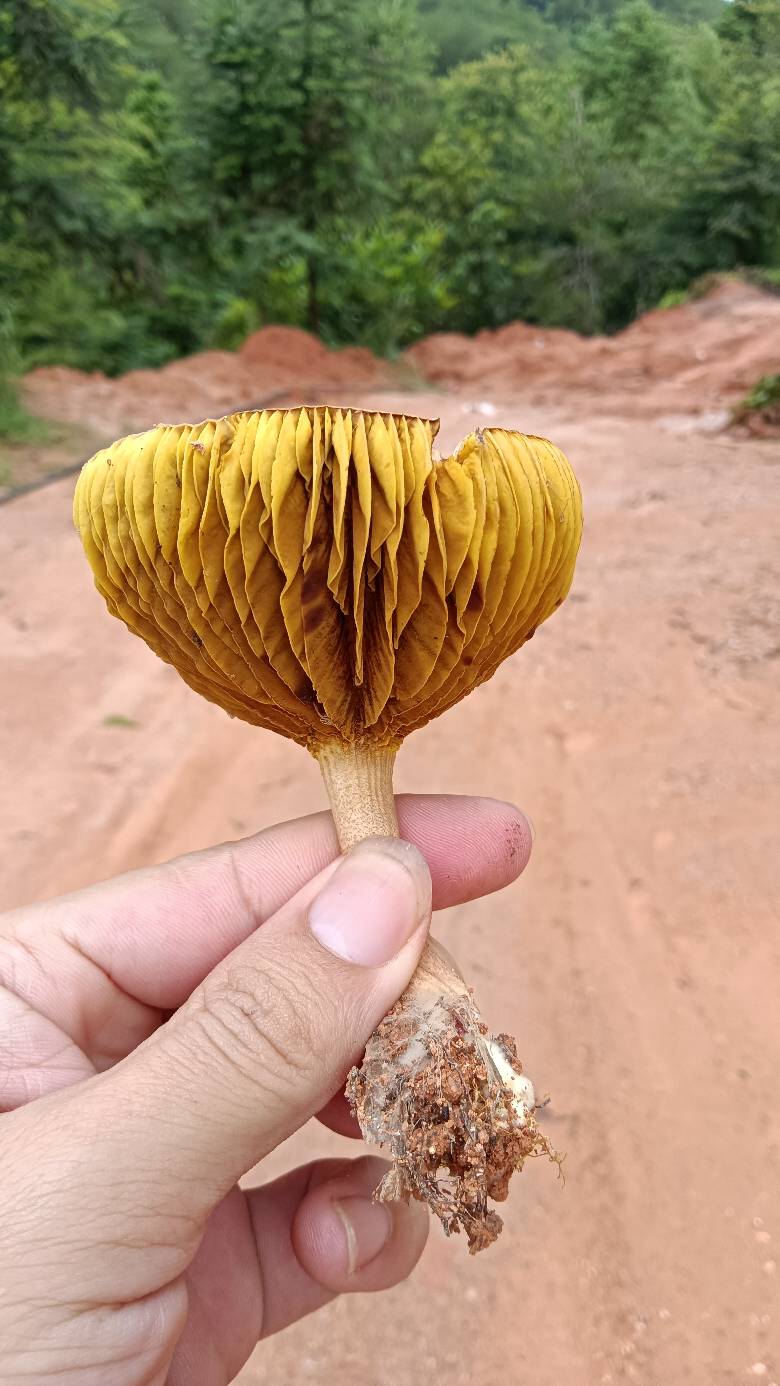 真佩服这嬲毛，一天一个电话



20 / 作者:福建牛德华 / 