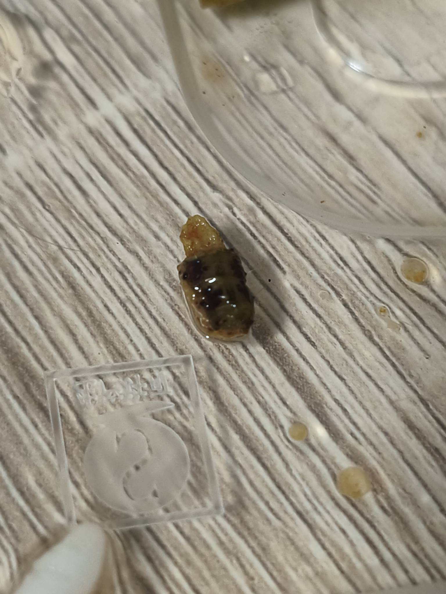 老哥们这是啥东西？刚吃外卖发现的 我觉得是个毛毛虫

72 / 作者:为之奈何 / 