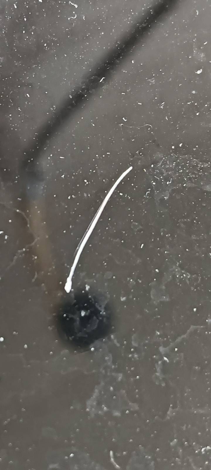 老哥们，我刚刚拔出来了一根白色的鼻毛怎么回事

89 / 作者:福建牛德华 / 