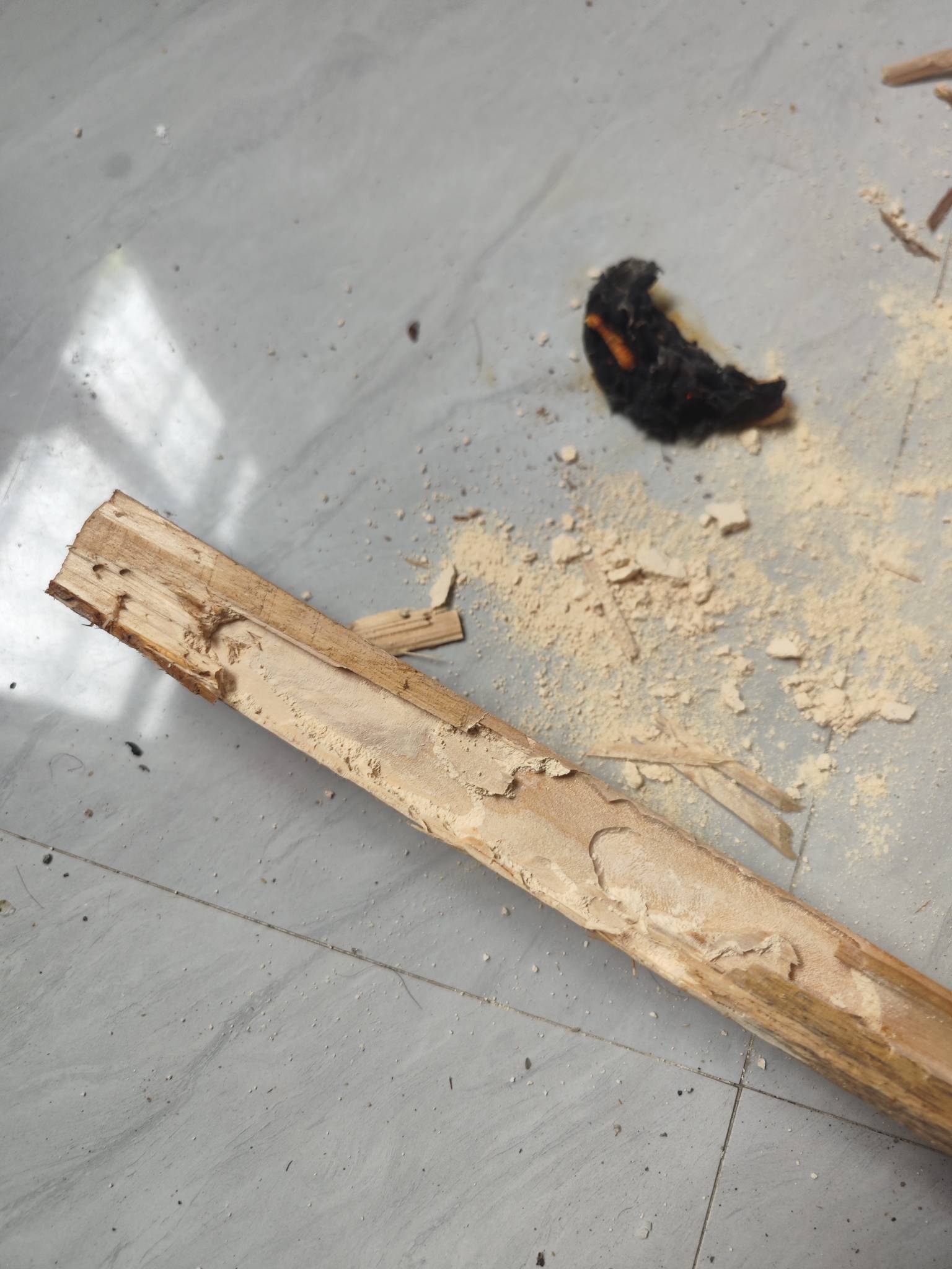 这是啥虫来着？真是可恶啊，把床板咬成粉沫了，直接给烧死。咬的声音太大了，要不是没21 / 作者:马化腾2号 / 