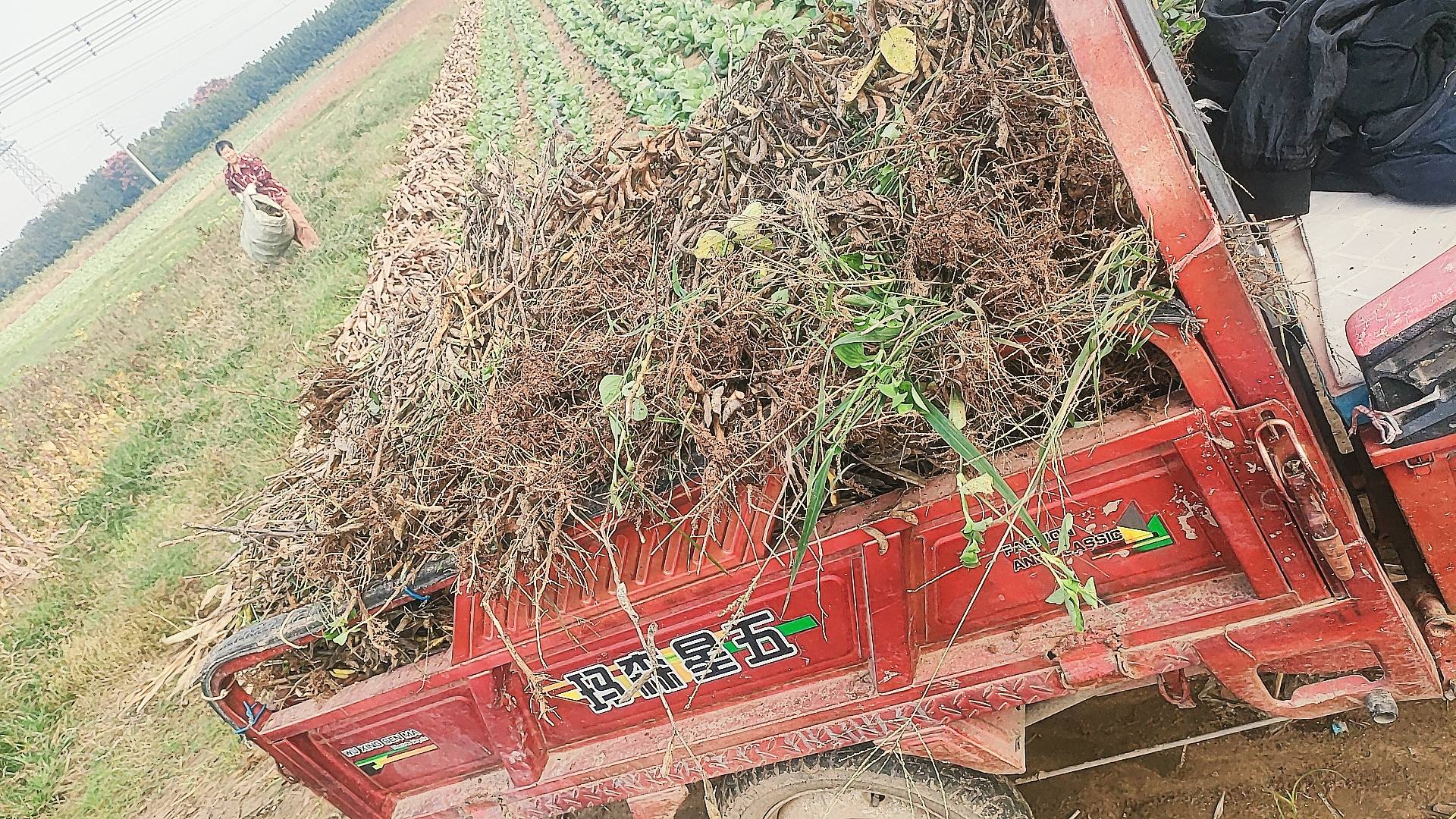 回老家了下地干活挖土豆，才挖几个，手无力，腰酸背痛


63 / 作者:朱铁胆 / 