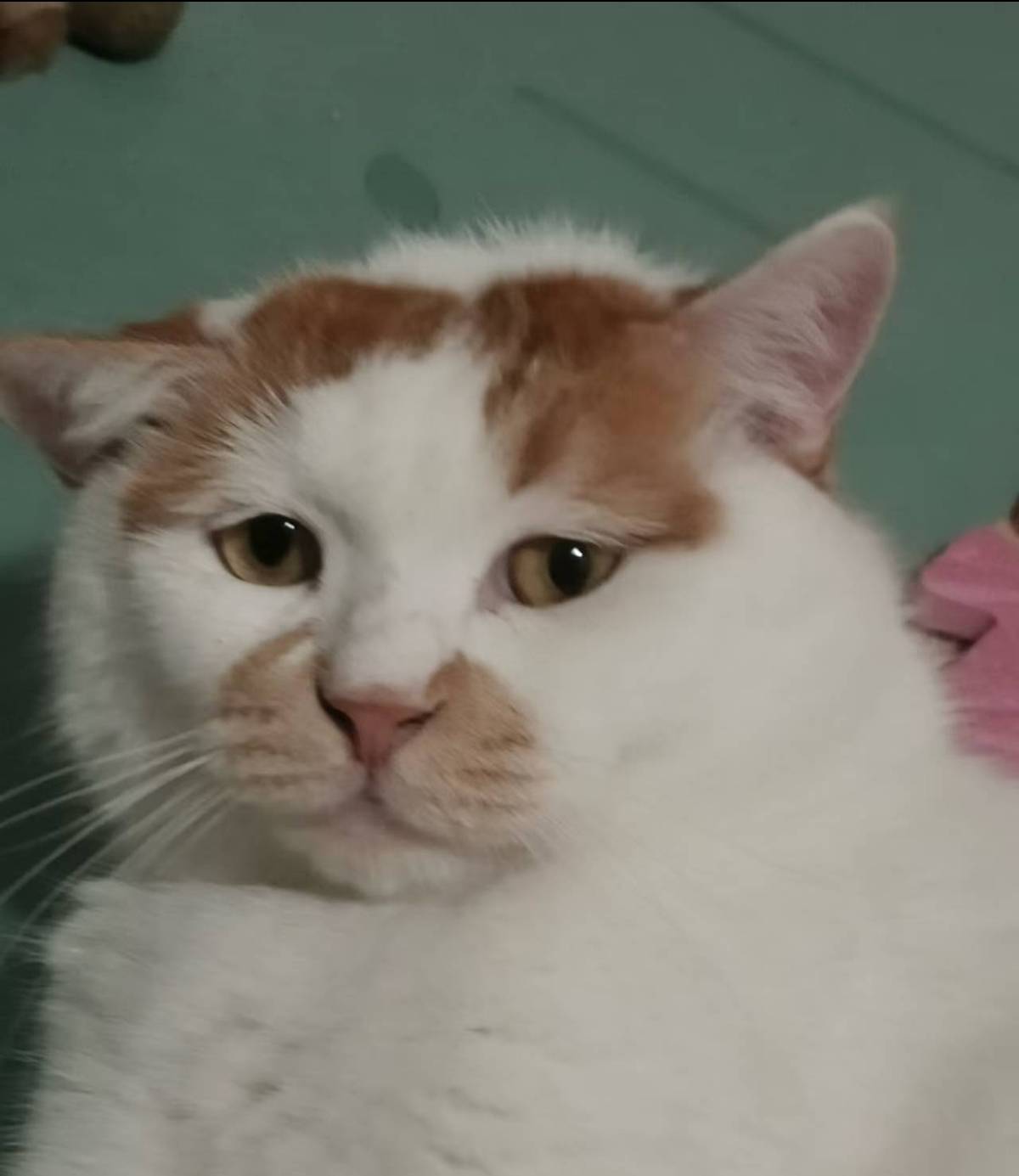 明天10点大毛，利润最少500+

84 / 作者:我丢你个法海 / 