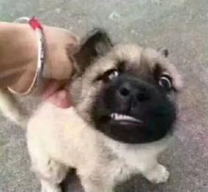 老哥们一定要买航空母舰啊，没航空母舰走到哪都被人看不起！今天回村被嘲笑了。叔问我100 / 作者:温柔is / 