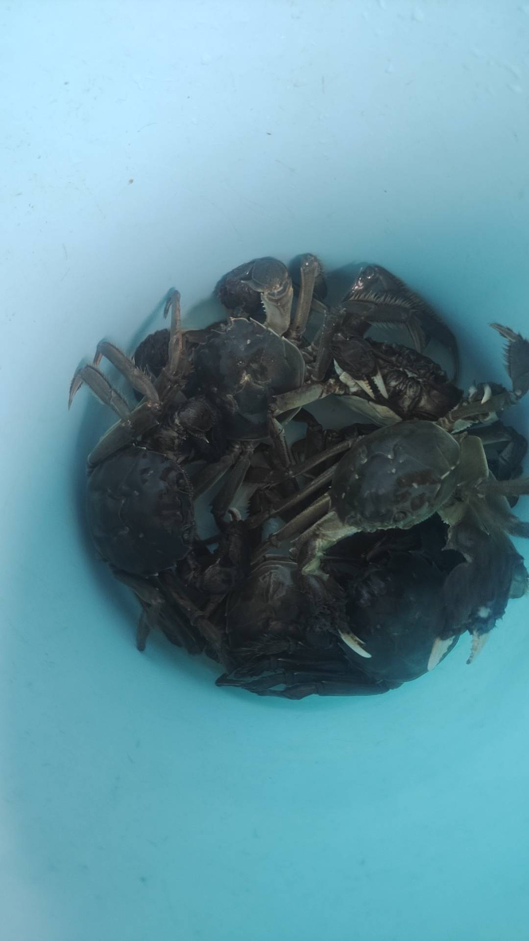 又到了吃螃蟹的时候了！

83 / 作者:雨夜带伞不带刀丶 / 