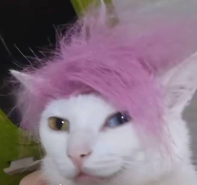 考驾照用什么软件刷题好

8 / 作者:知了好不 / 