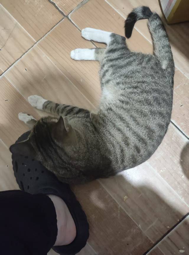 今天破0，亏了三百出了一台17Promax橙色512版本




86 / 作者:会飞的大鲨鱼 / 