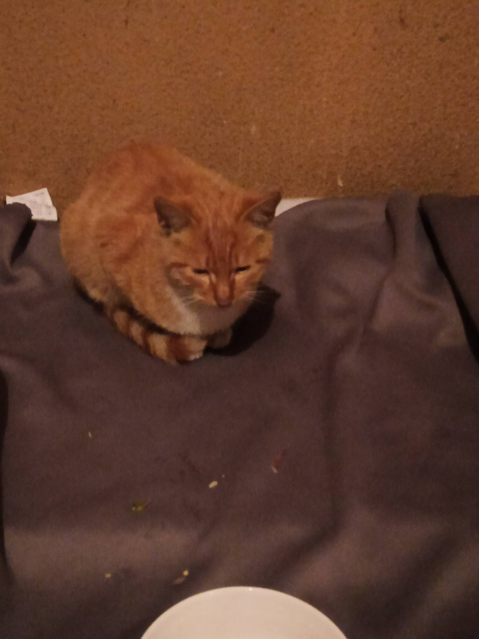 野猫真的养不熟 这是第三条了 我晚上自己都没吃 搞了肉 火腿肠给它吃 蔬菜米饭还不吃6 / 作者:那可不一定 / 