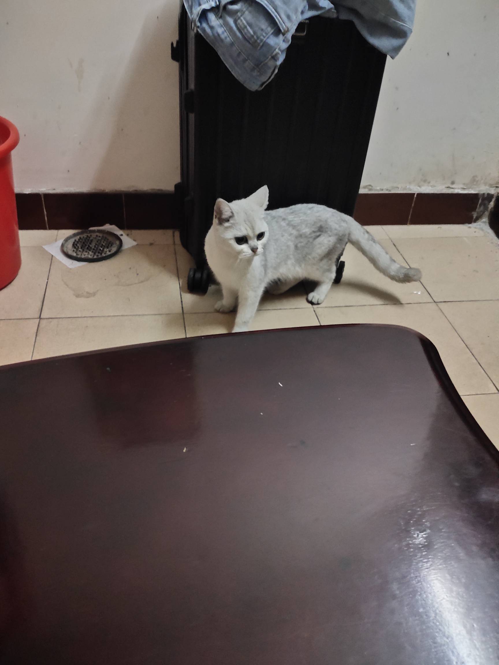 老哥们，这个是什么猫。突然跑进来的

18 / 作者:卡侬大喇叭 / 