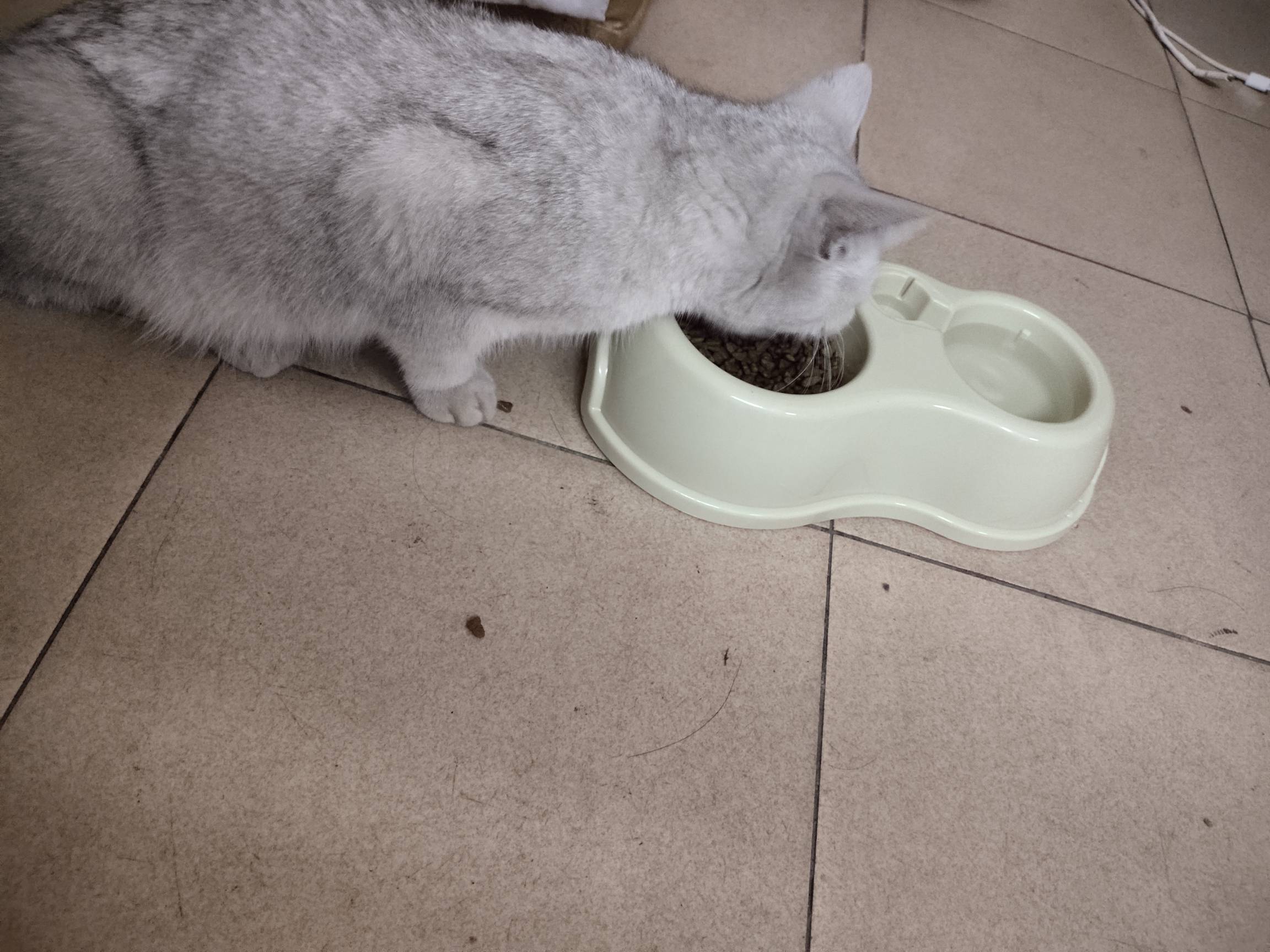 老哥们，刚刚那只小猫。被它申请了我！哎看他饿的可怜。连夜下单，买猫粮，猫碗


34 / 作者:卡侬大喇叭 / 