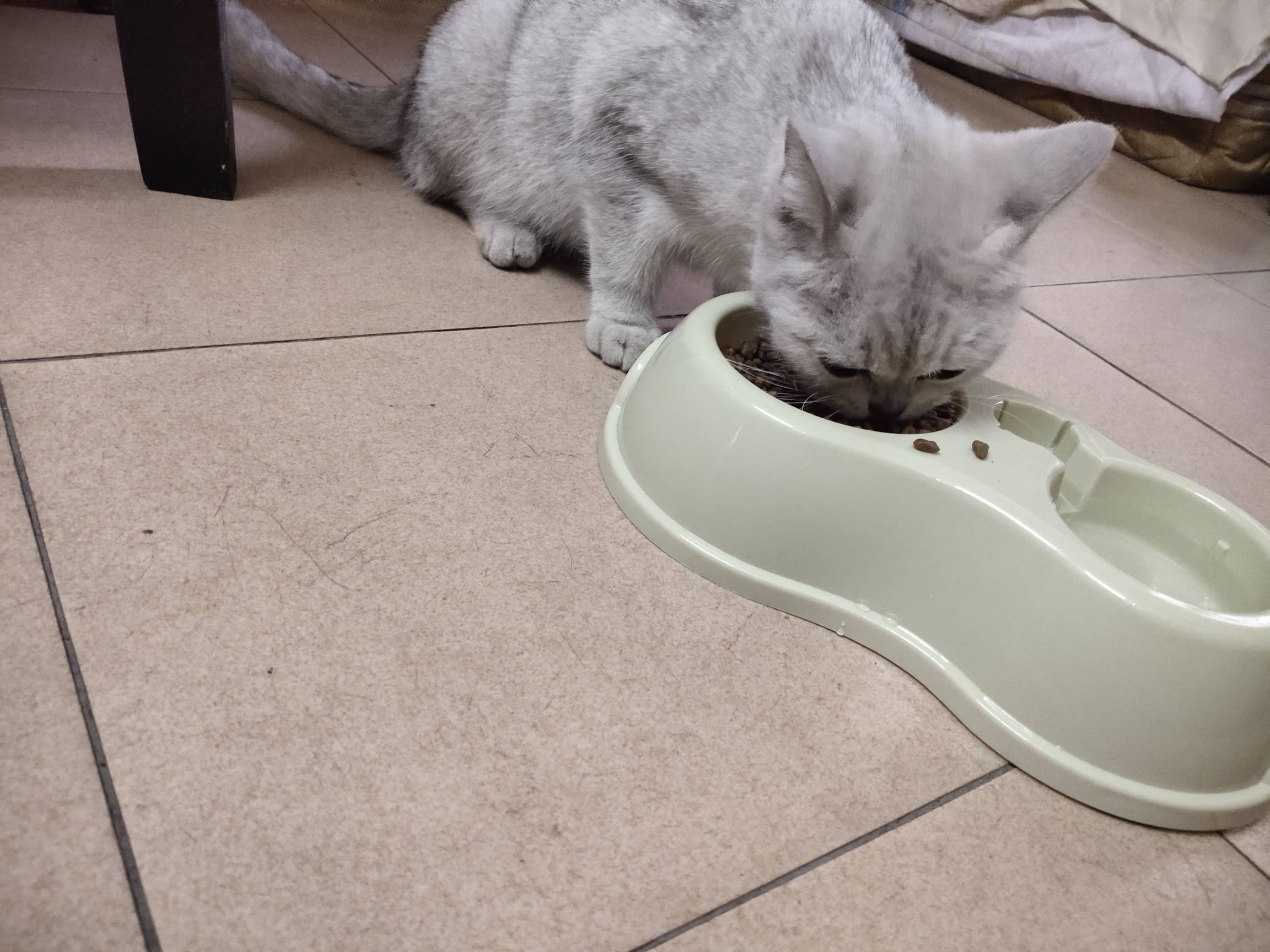 老哥们昨晚，那只猫。我把它放出去了，结果又自己回来了，是不是没人养了

70 / 作者:卡侬大喇叭 / 