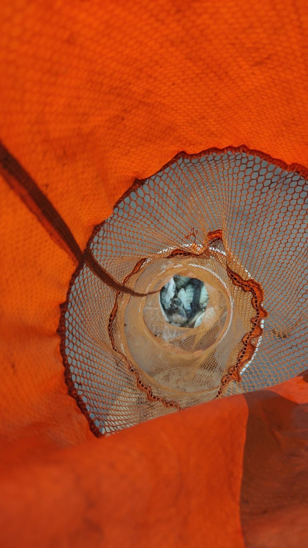 老哥，我想吃鱼了

92 / 作者:天天向上！ / 