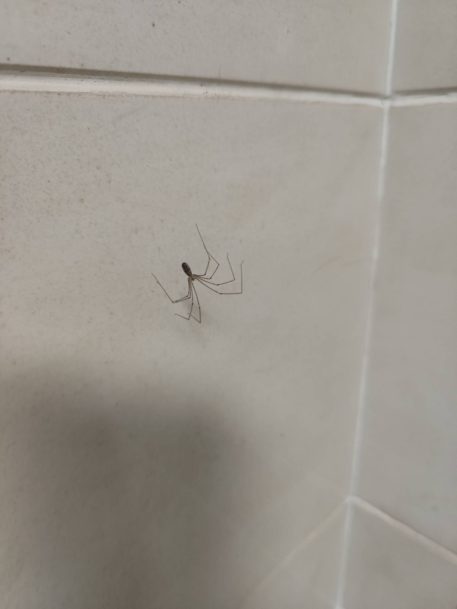 这是什么虫？卫生间到处都是 咬人吗

50 / 作者:几把毛都没有绝望了 / 